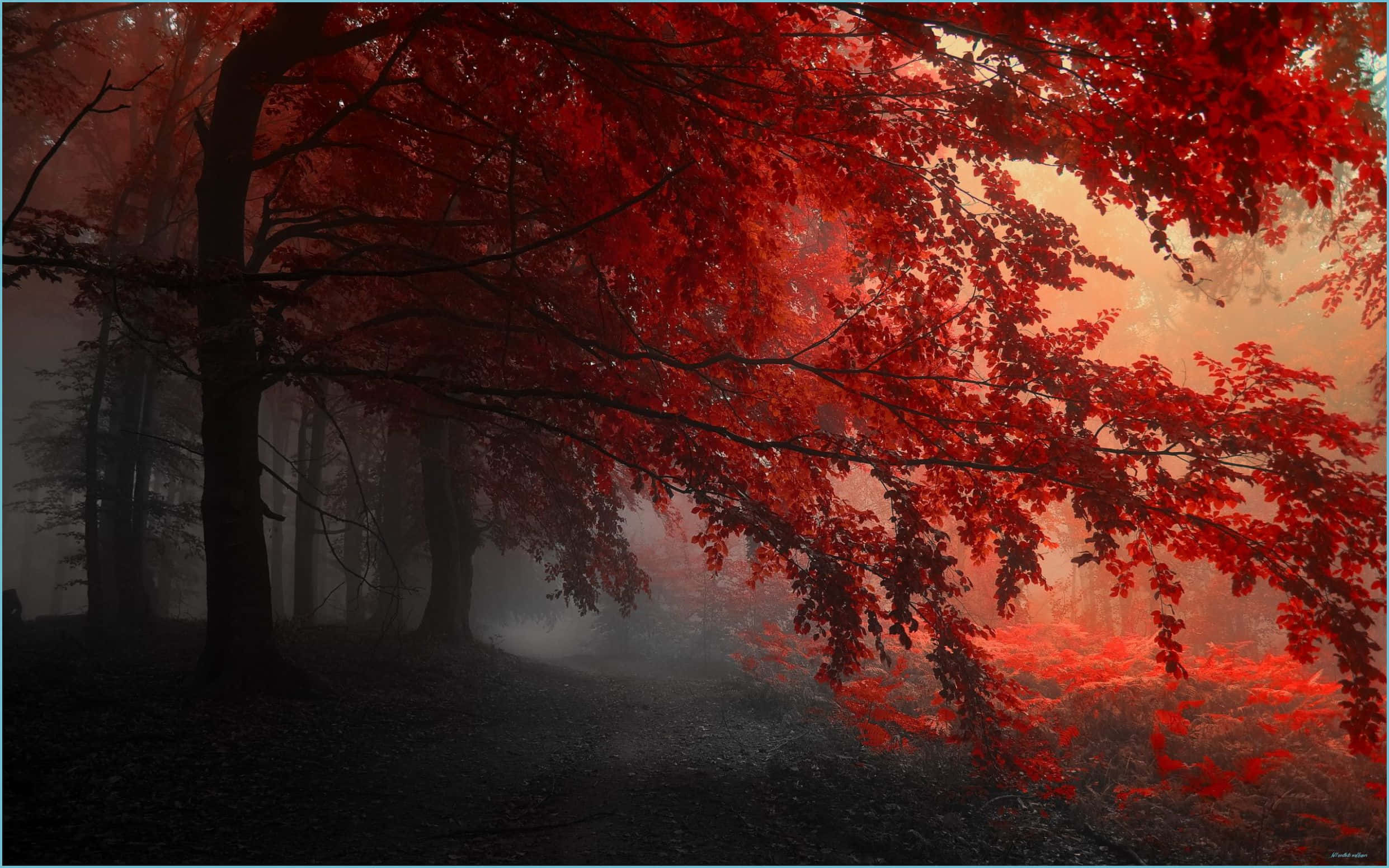 霧中一棵紅樹 壁紙