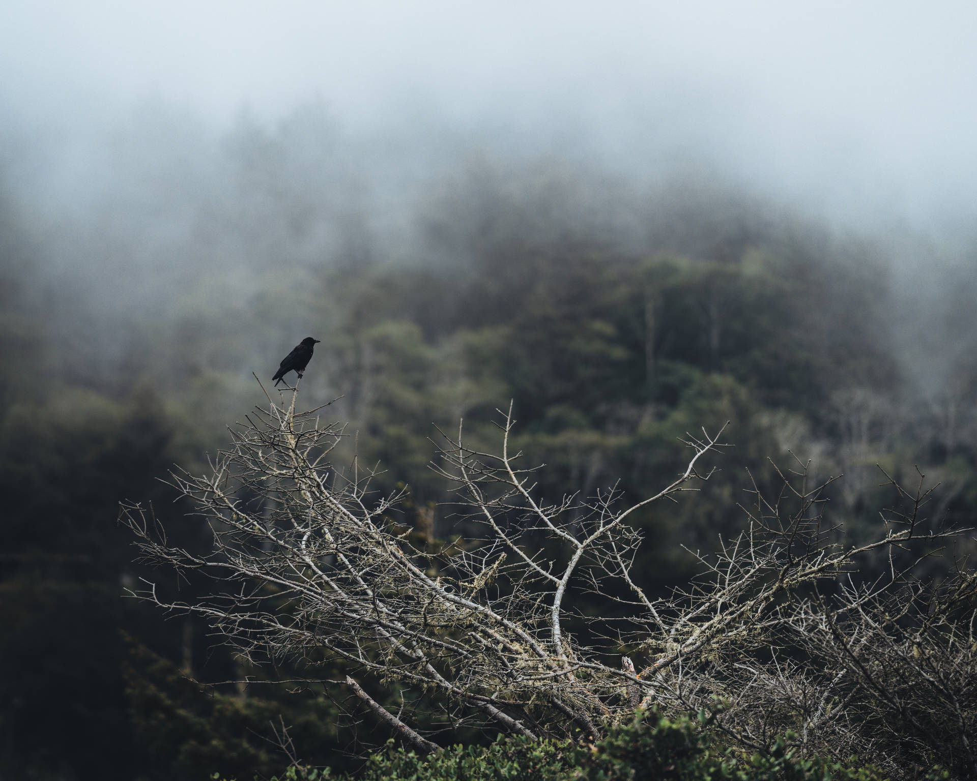黑鳥棲息在霧林中的光禿樹枝上。