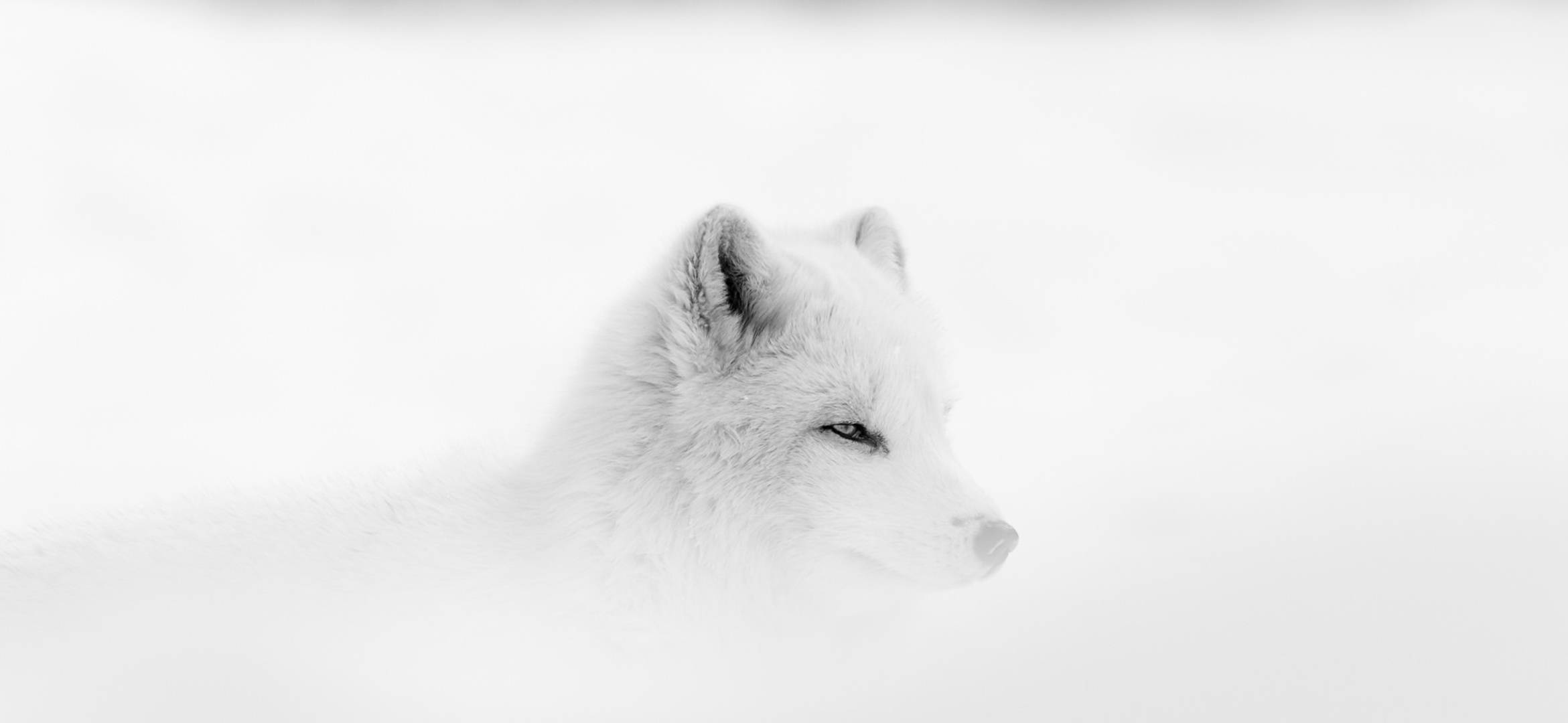 霧中白狐 壁紙 — 一隻寧靜的白色北極狐在雪景中休息，其毛皮與柔和的冬季背景融為一體。