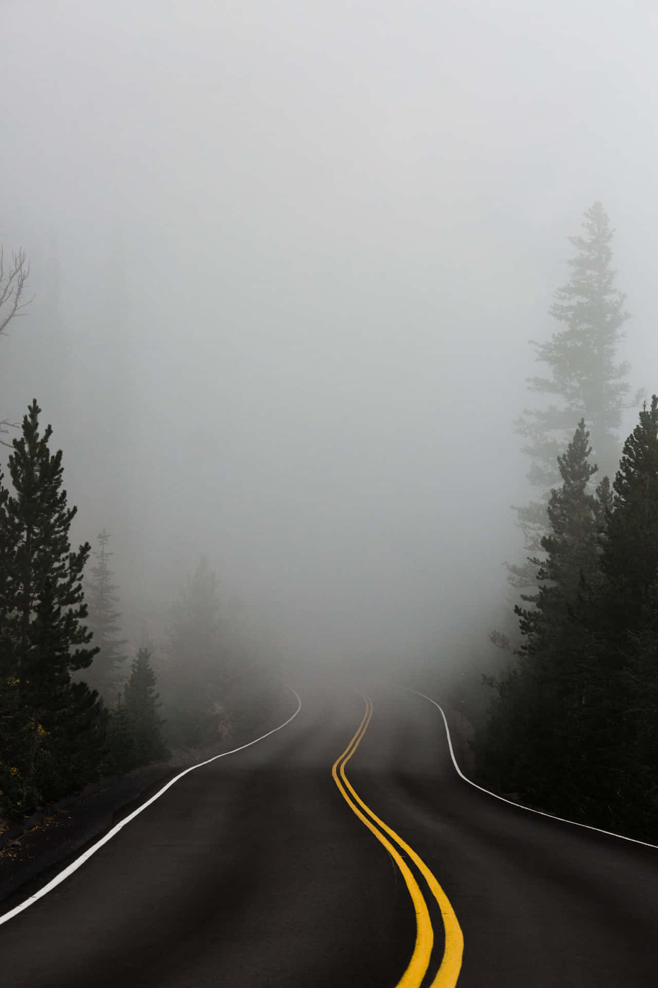 蜿蜒的道路穿過霧氣瀰漫的森林，帶有黃色中心線