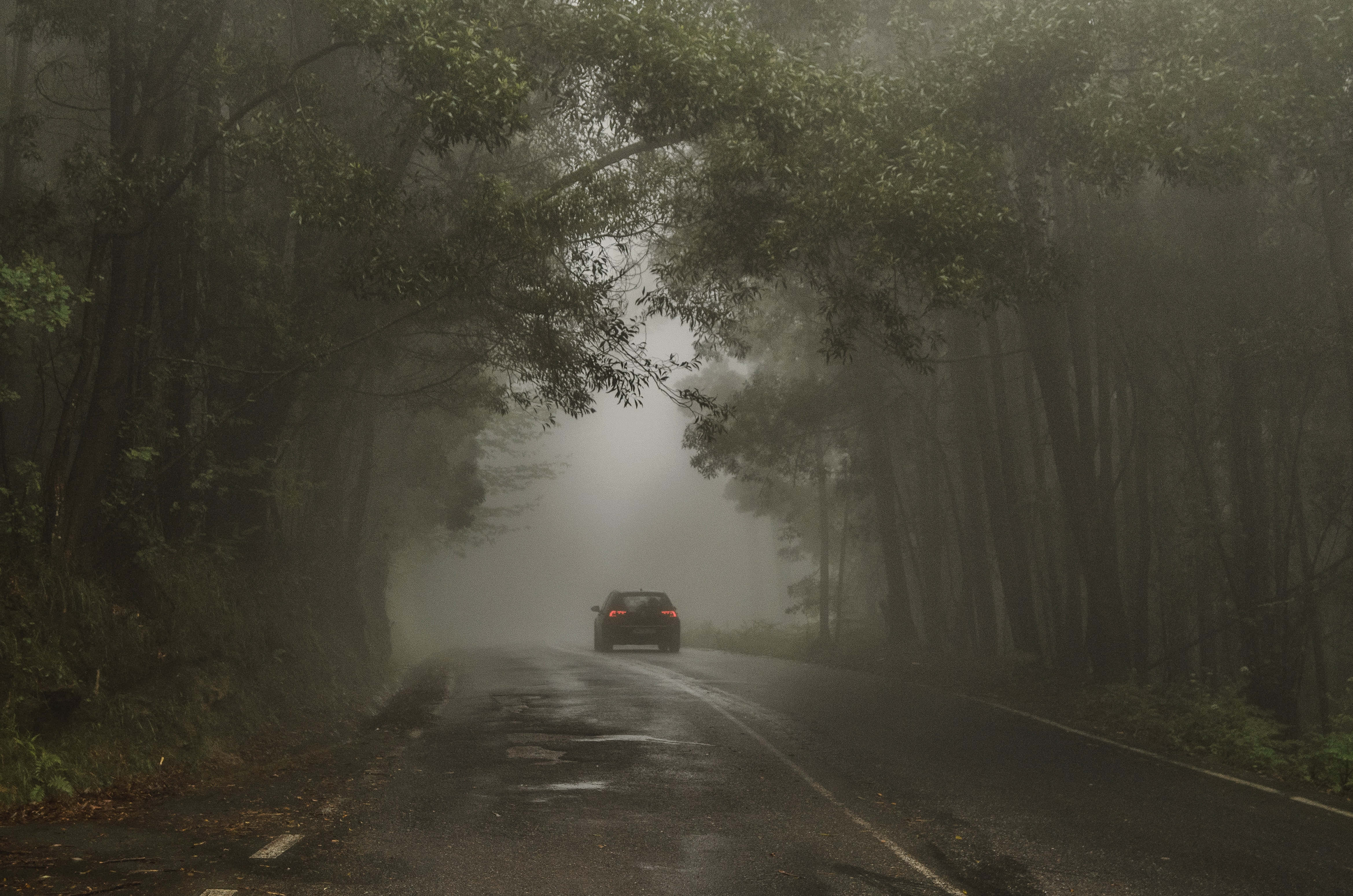 霧夜恐怖道路圖 壁紙 — 一輛孤獨的汽車行駛在霧氣瀰漫的森林道路上，兩旁是高聳的樹木，潮濕的瀝青路面反射著微弱的光線。