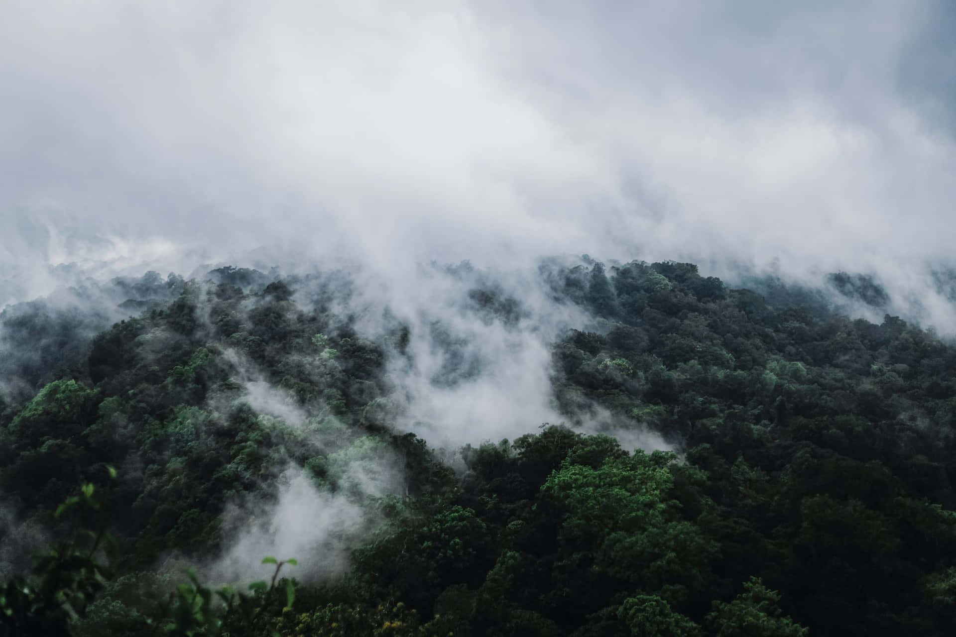 陰天下山脊上的霧林