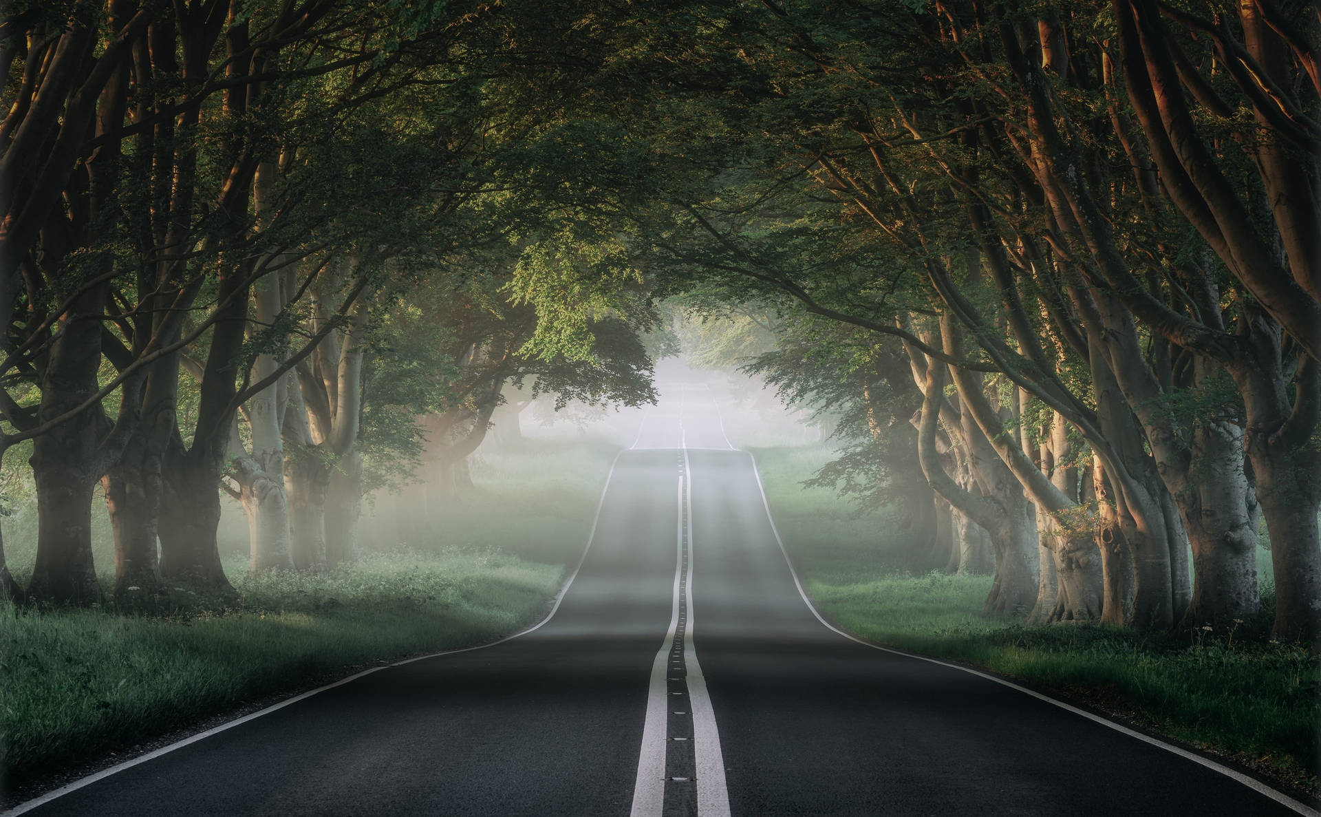 一條蜿蜒的道路穿過霧氣瀰漫的森林，陽光穿過樹木。