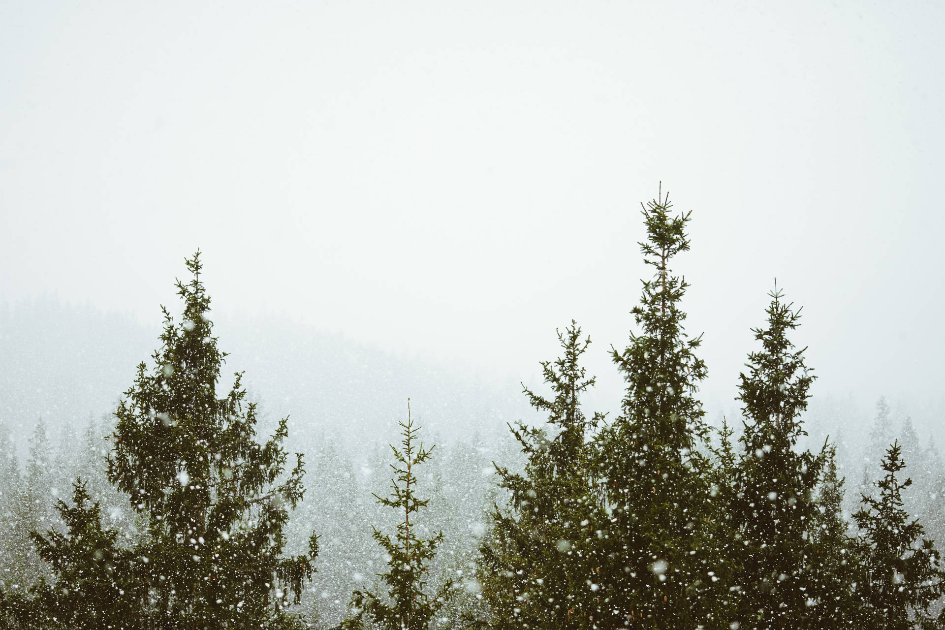 雪花飄落在霧氣瀰漫的冬日森林中的常青樹上。