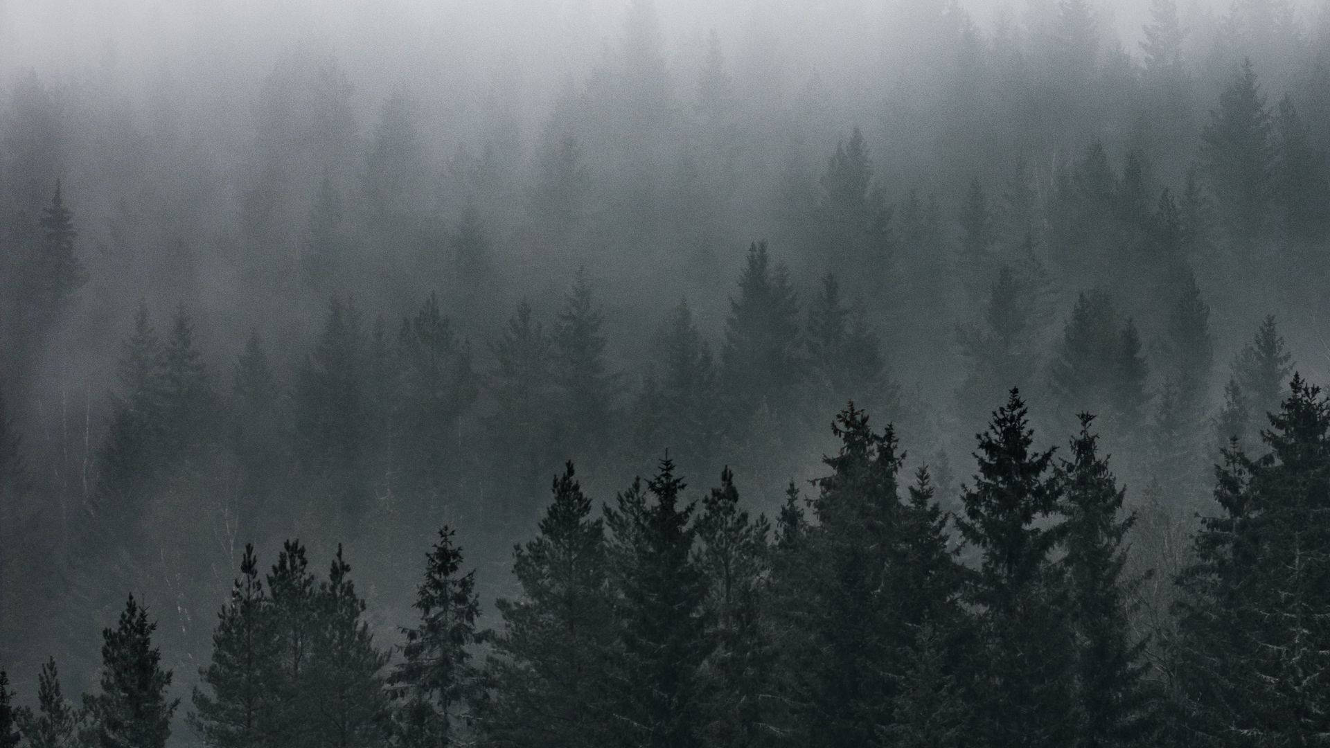 View 桌布 壁紙 — 霧氣瀰漫的常綠森林，高大的松樹逐漸消失在灰色迷霧中，營造出寧靜而神秘的氛圍。