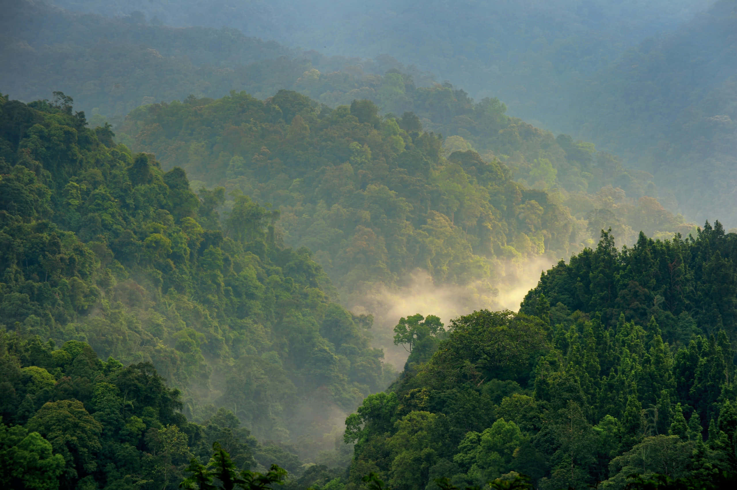 Forest Conservation 桌布 壁紙 — 霧氣瀰漫的晨光穿過茂密的綠色森林，覆蓋著起伏的山坡。