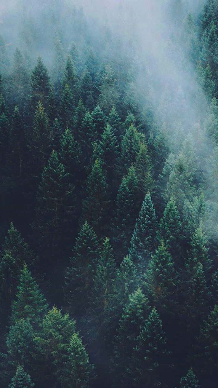霧氣瀰漫的森林，高大的松樹呈現柔和的綠色和灰色調。 — 森林 壁紙