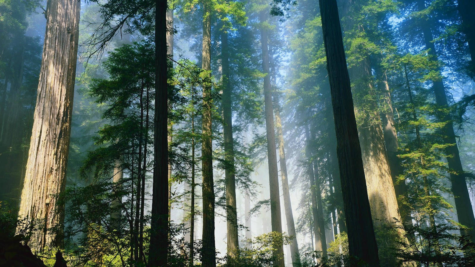 霧氣瀰漫的林間朝顏 壁紙 — 陽光穿過霧氣森林中高聳的紅杉樹，營造出寧靜而雄偉的氛圍。