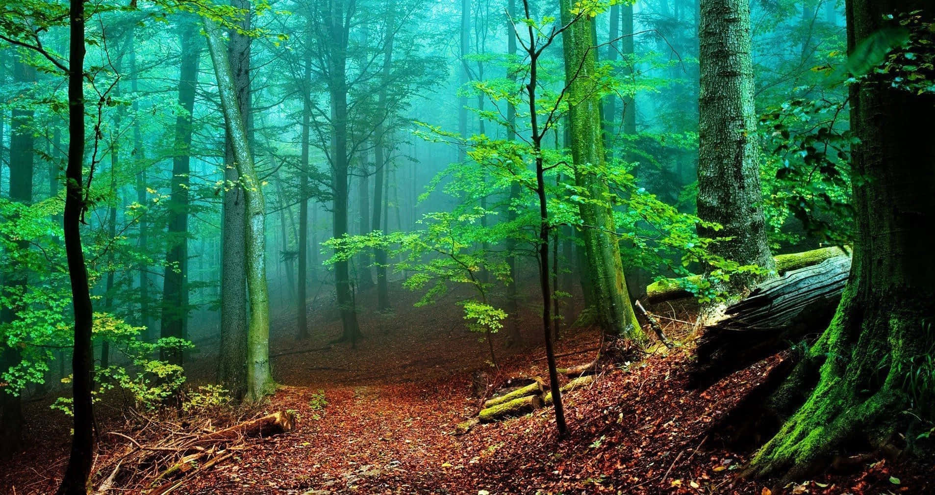 Beautiful Forest 桌布 壁紙 — 霧氣瀰漫的森林小徑蜿蜒穿過高聳的樹木，樹木在柔和漫射的光線下長滿鮮綠的葉子和長滿苔蘚的樹幹。
