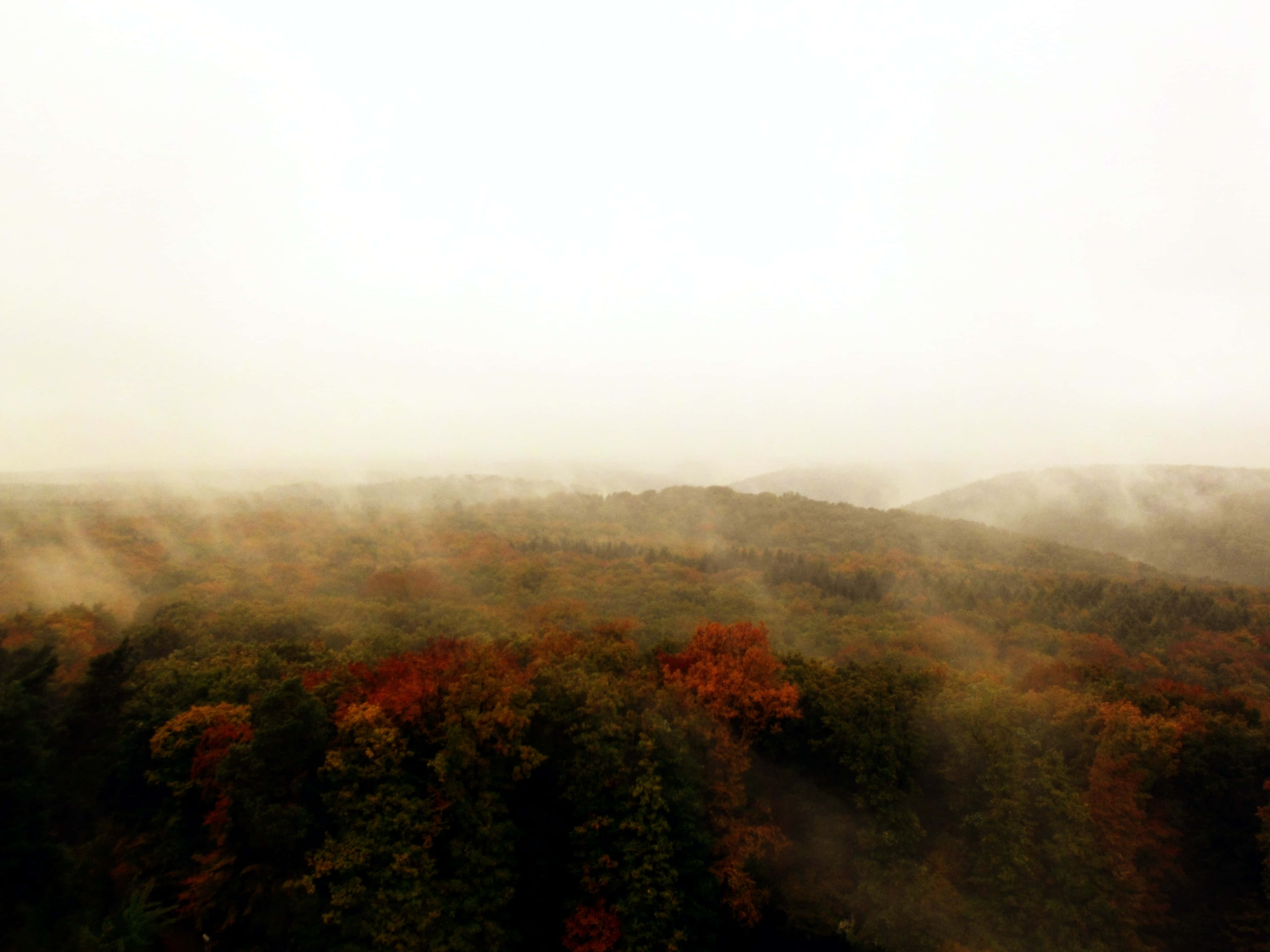 Fall Fog 桌布 壁紙 — 霧氣瀰漫的秋日森林，在朦朧的天空下，用火紅和金黃的樹葉覆蓋著起伏的山丘。