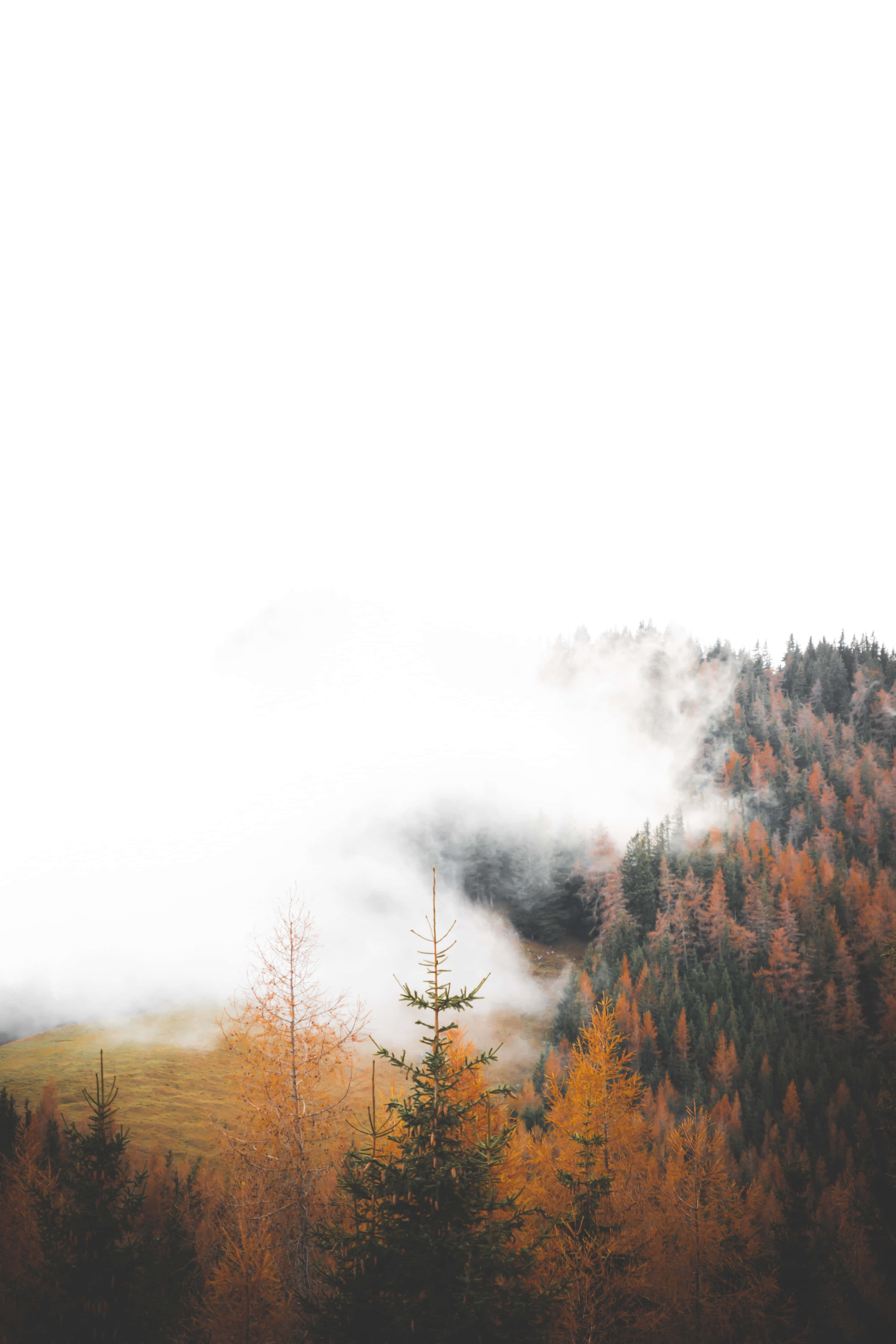 Fall Fog 桌布 壁紙 — 霧氣瀰漫的秋日森林，金色樹木從山腰低雲中探出頭來。