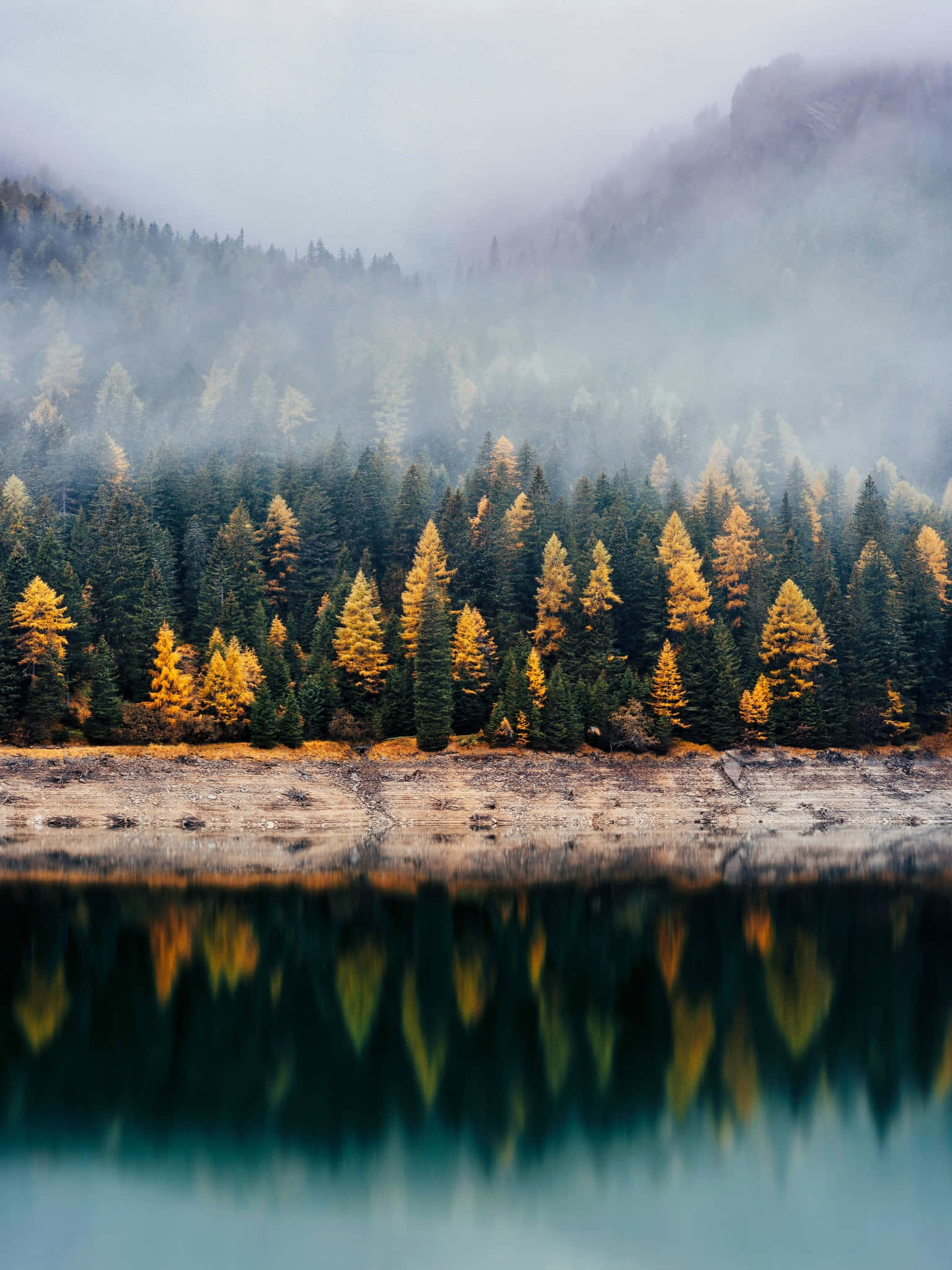 Fall Forest 桌布 壁紙 — 霧氣瀰漫的秋日森林，金色落葉松和常綠樹倒映在平靜的湖水中，天空多雲。