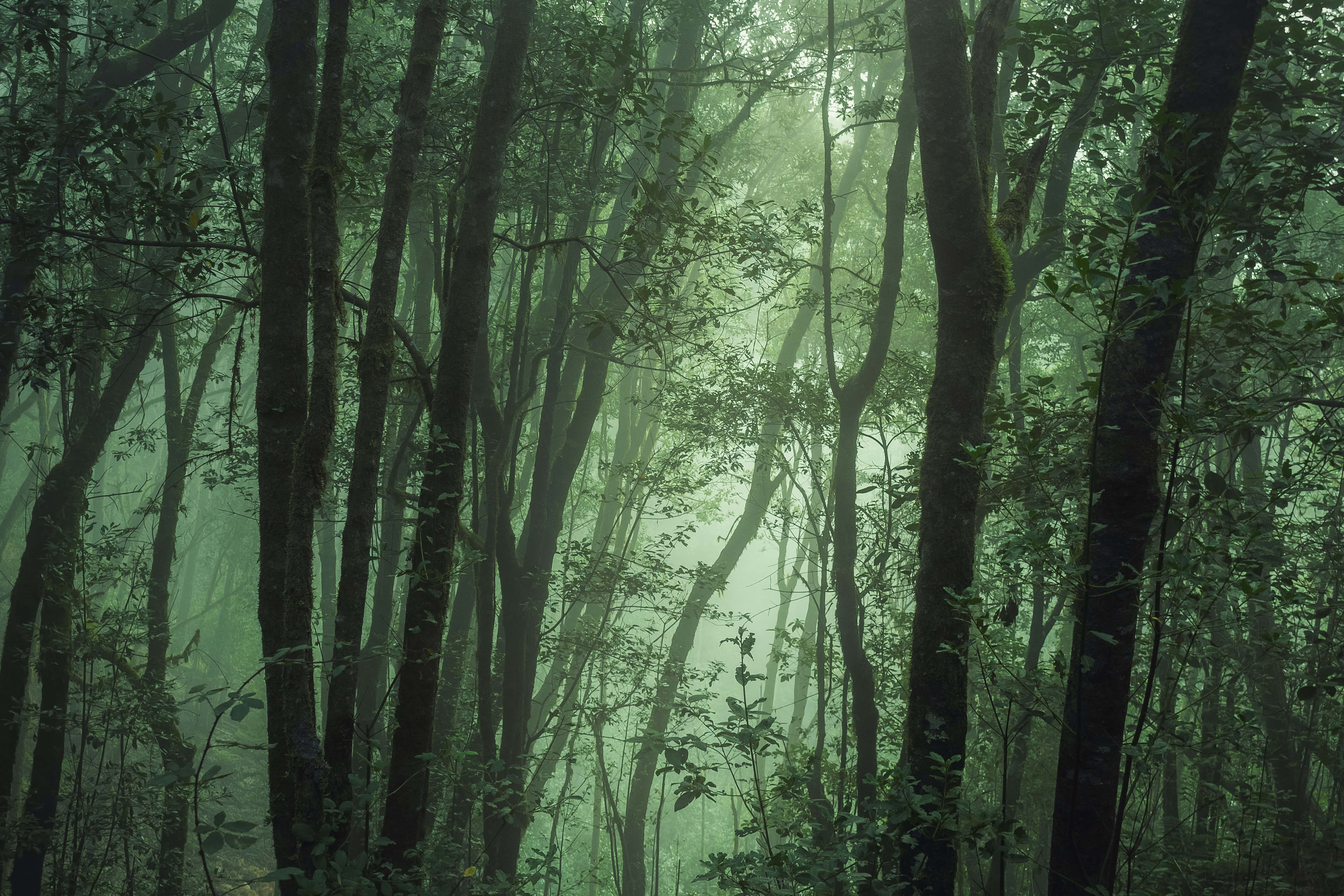 霧氣瀰漫的詭異叢林背景 壁紙 — 霧氣瀰漫的綠色森林，高大的樹木，柔和的光線穿過茂密的樹葉，營造出寧靜而神秘的氛圍。