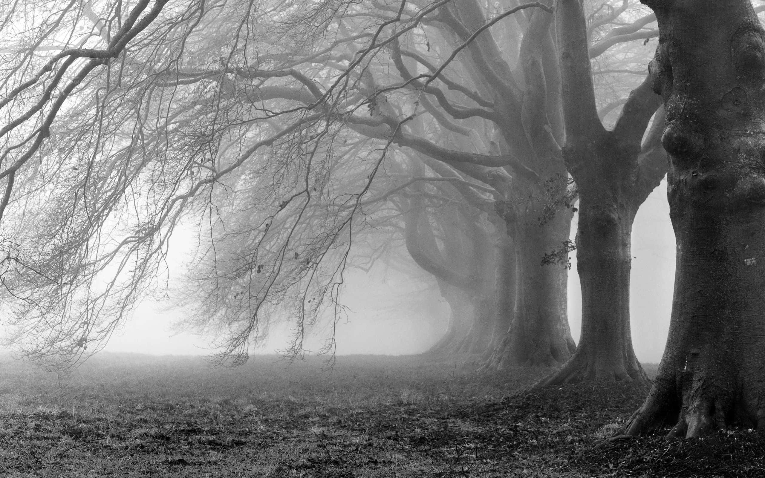 Black And White Nature 桌布 壁紙 — 霧氣瀰漫的黑白森林，光禿扭曲的樹木拱起在霧濛濛的小徑上。