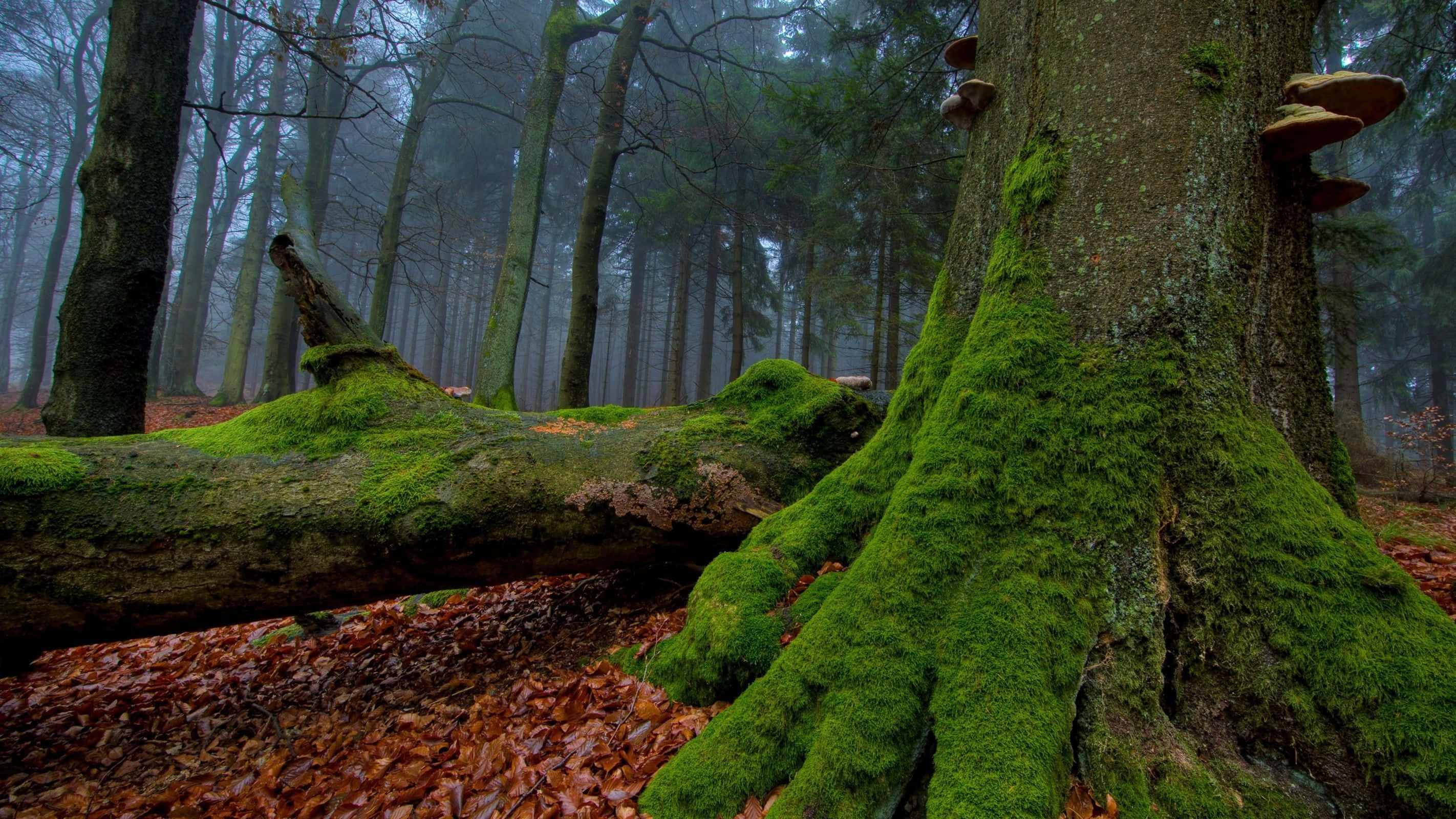 Moss 桌布 壁紙 — 霧氣籠罩的森林地面，覆蓋著鮮豔的綠色苔蘚和落下的棕色樹葉，高聳的樹木在柔和的灰色光線中。