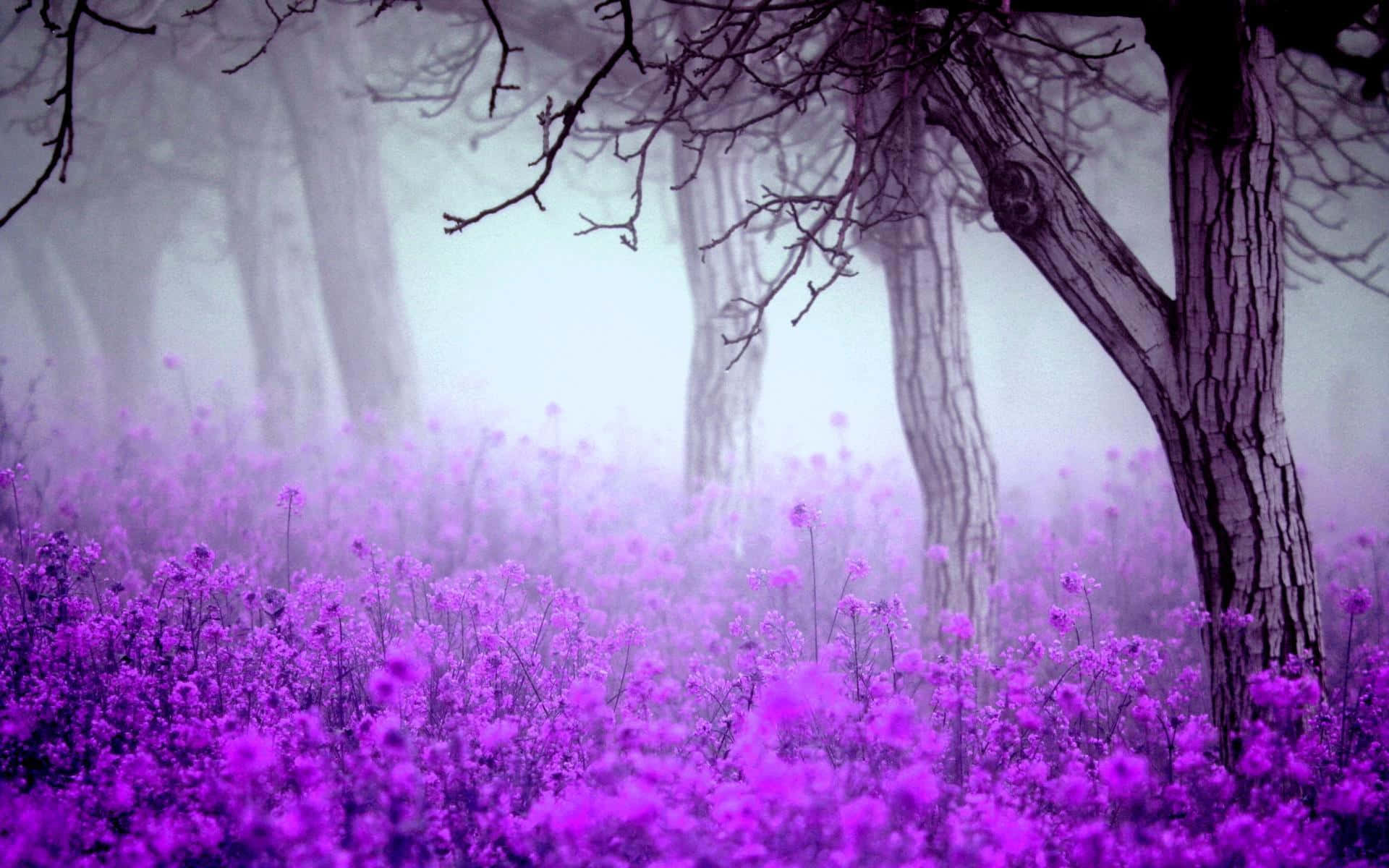 Purple Flowers 桌布 壁紙 — 霧氣籠罩的森林地面覆蓋著充滿活力的紫色野花，光禿禿的樹木聳入朦朧的灰色天空。
