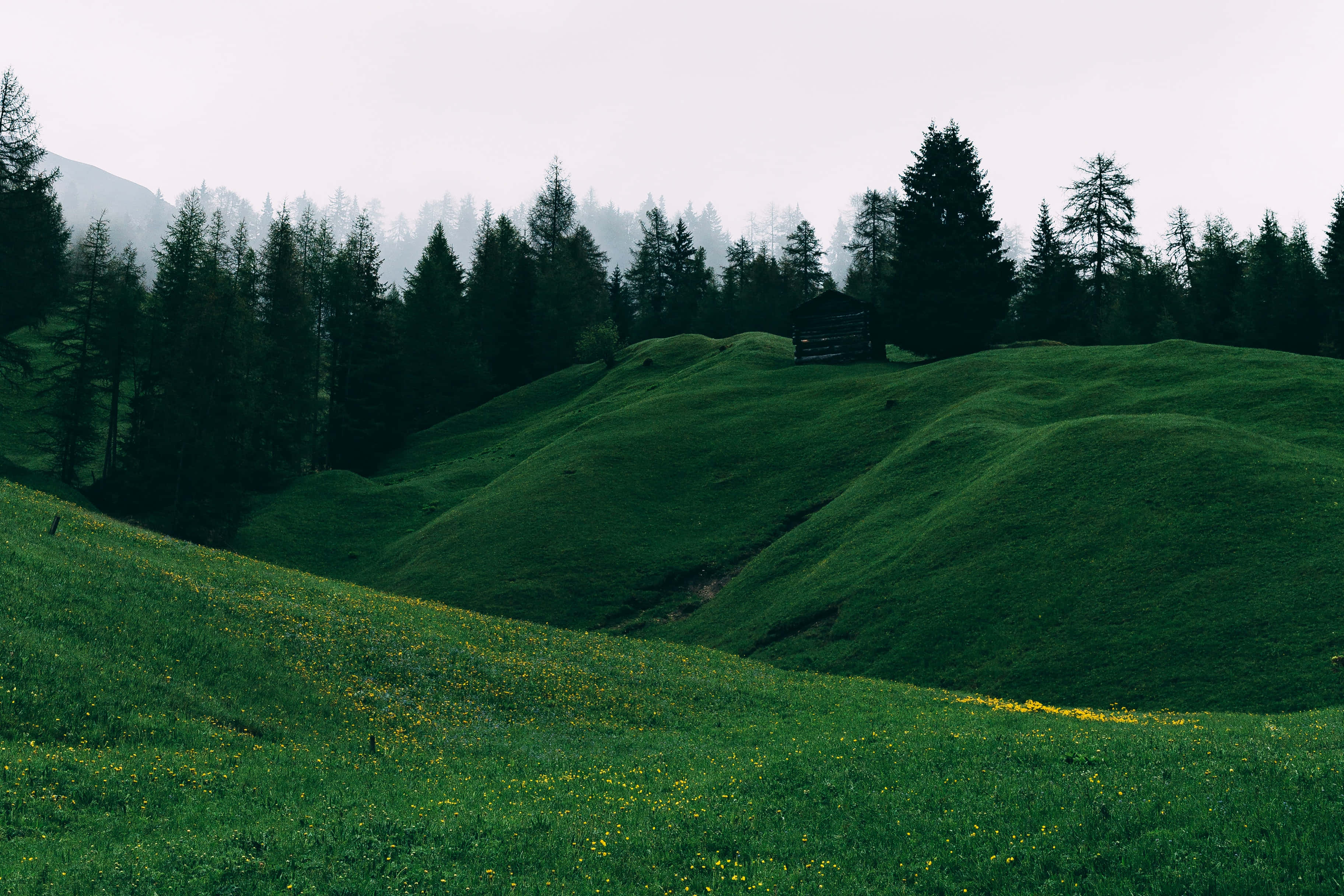 Nature Landscape 桌布 壁紙 — 霧氣籠罩的綠色山丘上點綴著黃色野花，在深色松樹環繞的柔和灰色天空下升起。