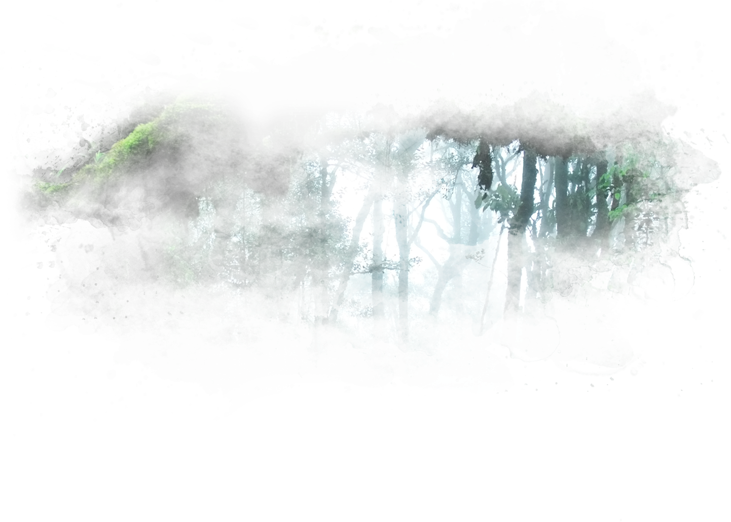 霧氣籠罩的雨林冠層 壁紙 — 一條長滿苔蘚的樹枝拱起在霧氣瀰漫的森林空地上方，柔和光線穿過高聳的樹木。