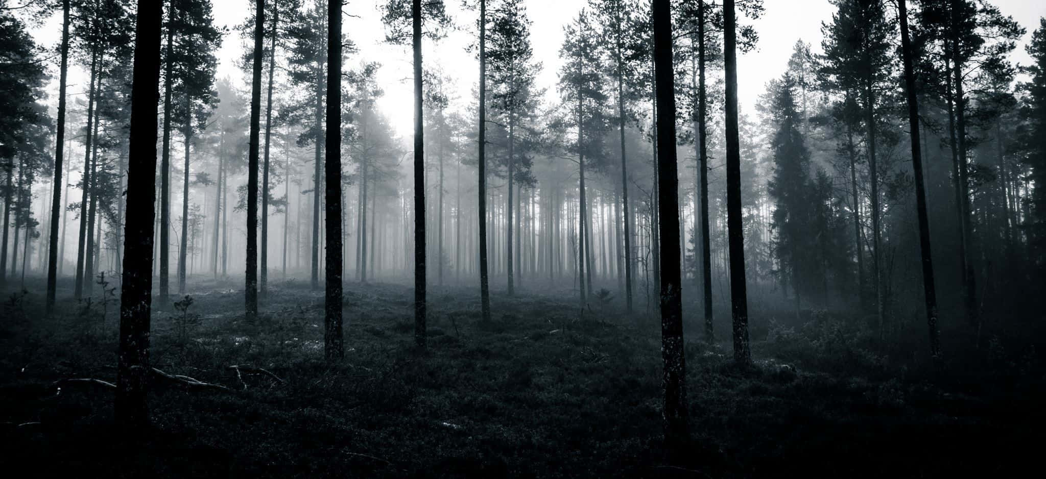 Haunted Forests 桌布 壁紙 — 霧氣籠罩的黎明，光線穿過寂靜陰暗森林中高聳的松樹。