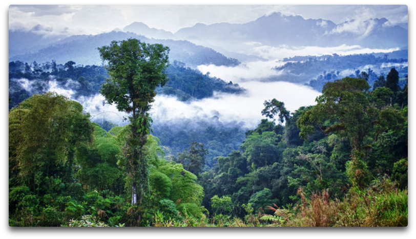 霧氣雨林晨景 壁紙 — 一個霧氣瀰漫的山谷，擁有茂密的綠色森林和參天大樹，天空多雲。