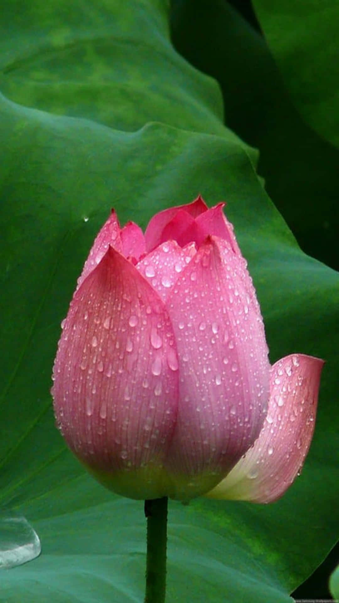 露珠蓮花花蕾 iPhone 圖片 壁紙 — 一朵精緻的粉紅色蓮花花蕾在茂盛綠葉的背景下閃爍著露珠。