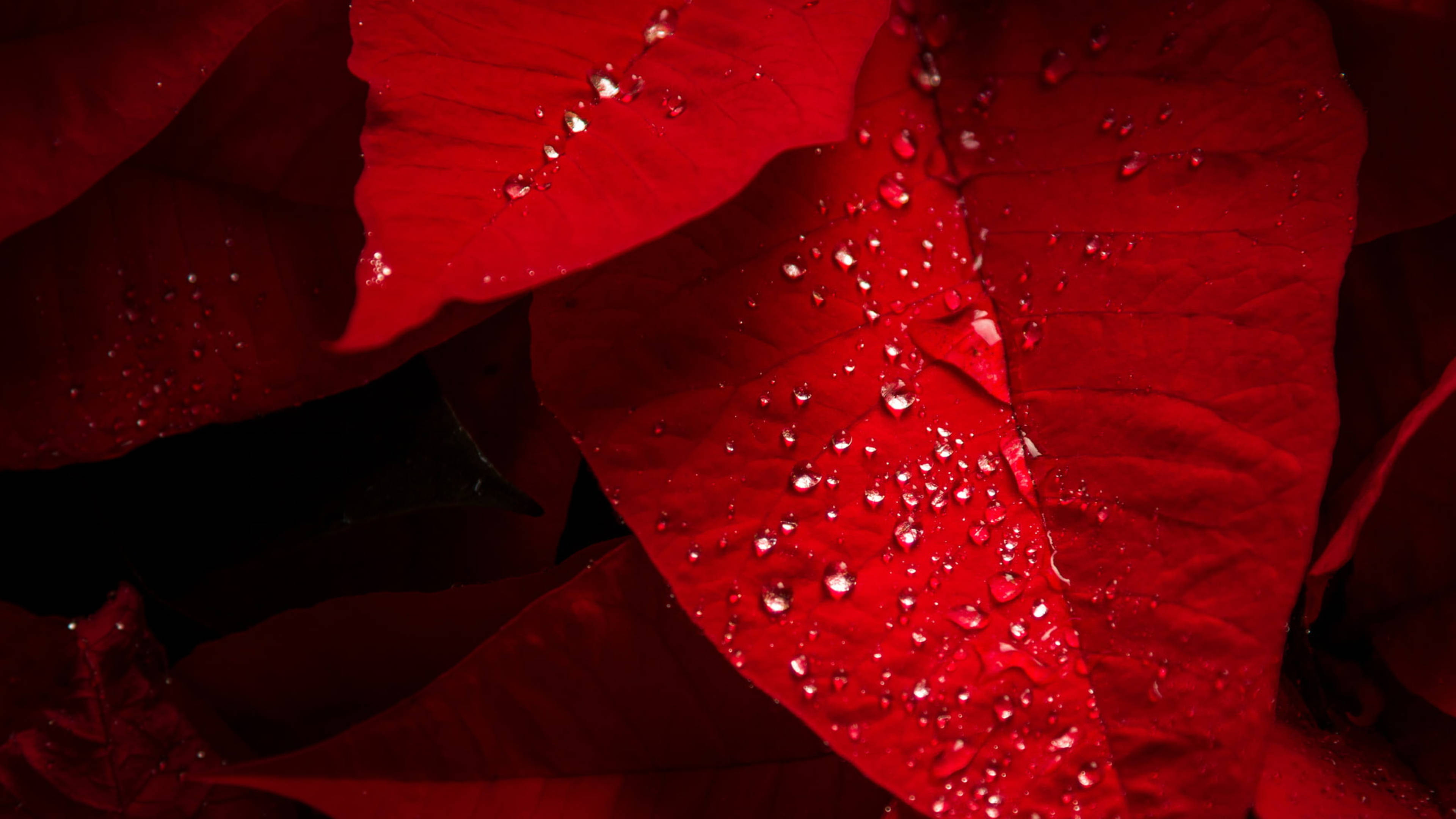 露珠點綴的一品紅苞片 壁紙 — 鮮豔的紅色聖誕紅苞片在深色背景下閃爍著露珠。