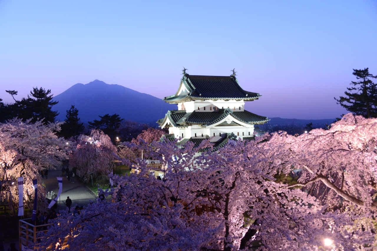 青森城櫻花樹照片 壁紙 — 一座傳統的日本城堡在黃昏時被照亮，周圍環繞著發光的櫻花樹，背景有山。