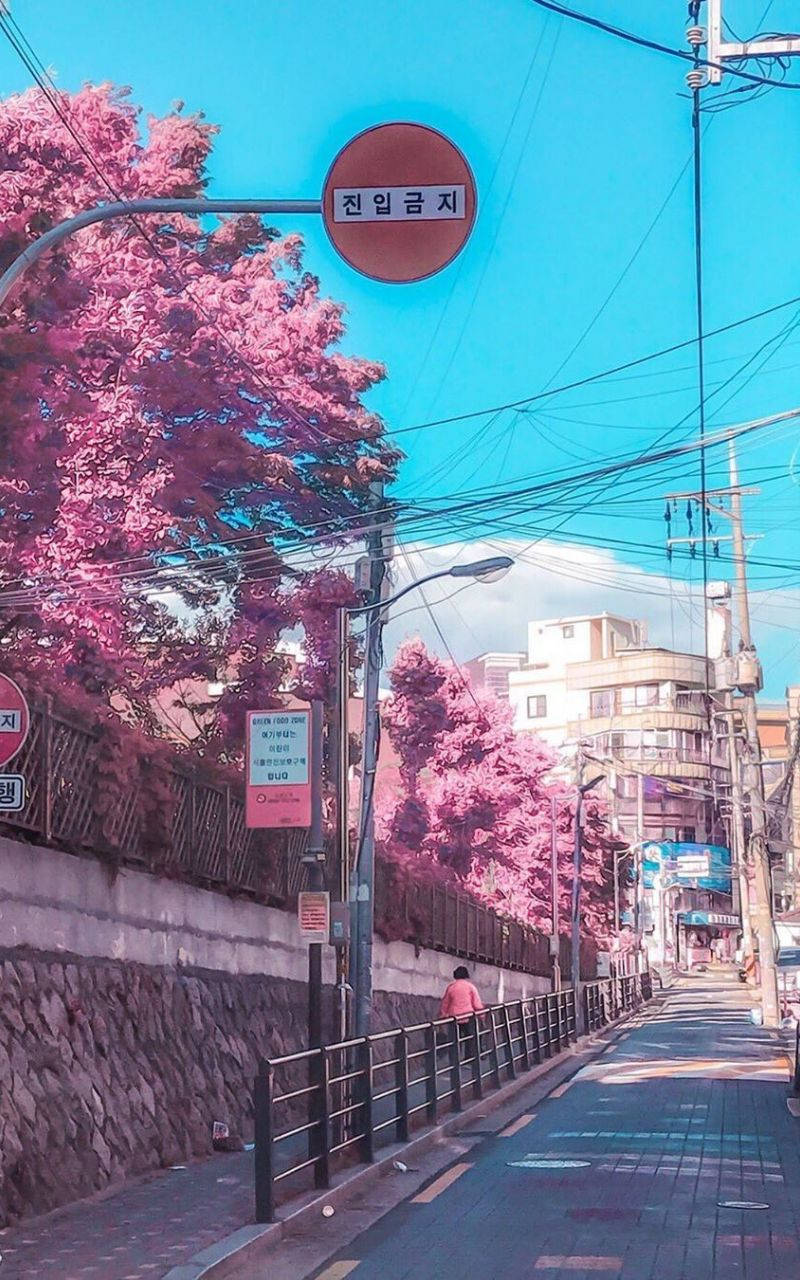 粉紅色的櫻花樹排列在城市的街道上，有藍天和韓文標誌。