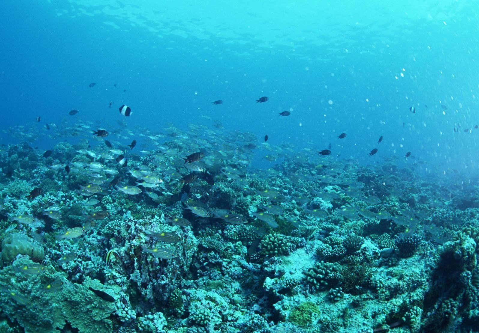 青色海底圖 壁紙 — 陽光穿過碧綠的海水，照亮了一個充滿生機的珊瑚礁，魚兒在其中穿梭游動。