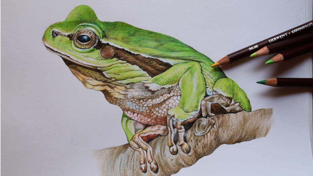 一幅詳細的彩色鉛筆畫，描繪樹枝上的綠色樹蛙和藝術鉛筆。