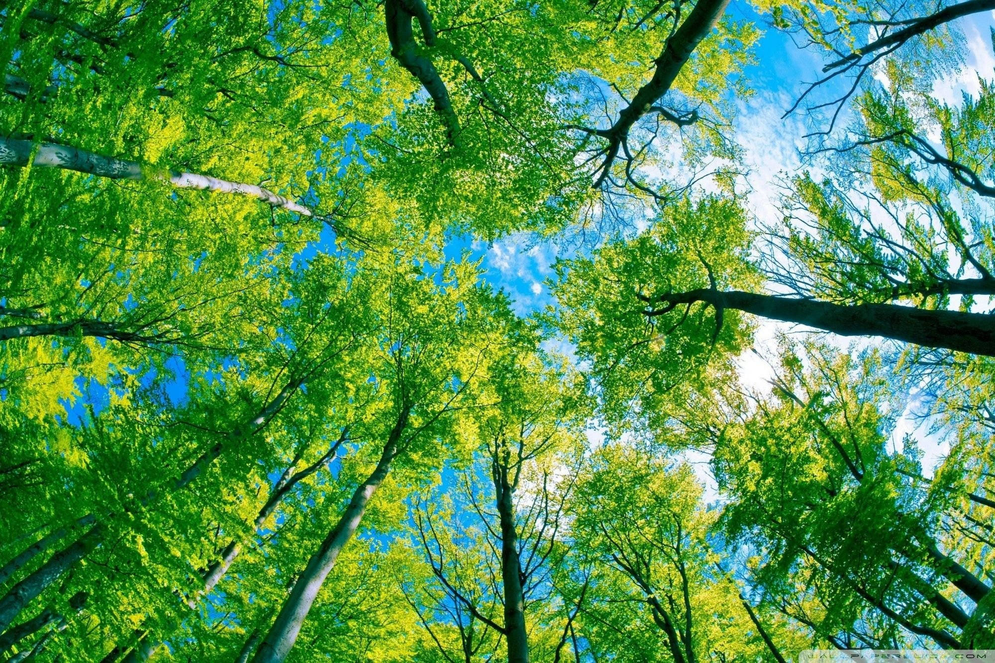 青蛙視角森林風景 壁紙 — 充滿活力的綠色樹冠向上拱起，朝向一片明亮的藍天，點綴著散落的白色雲朵。