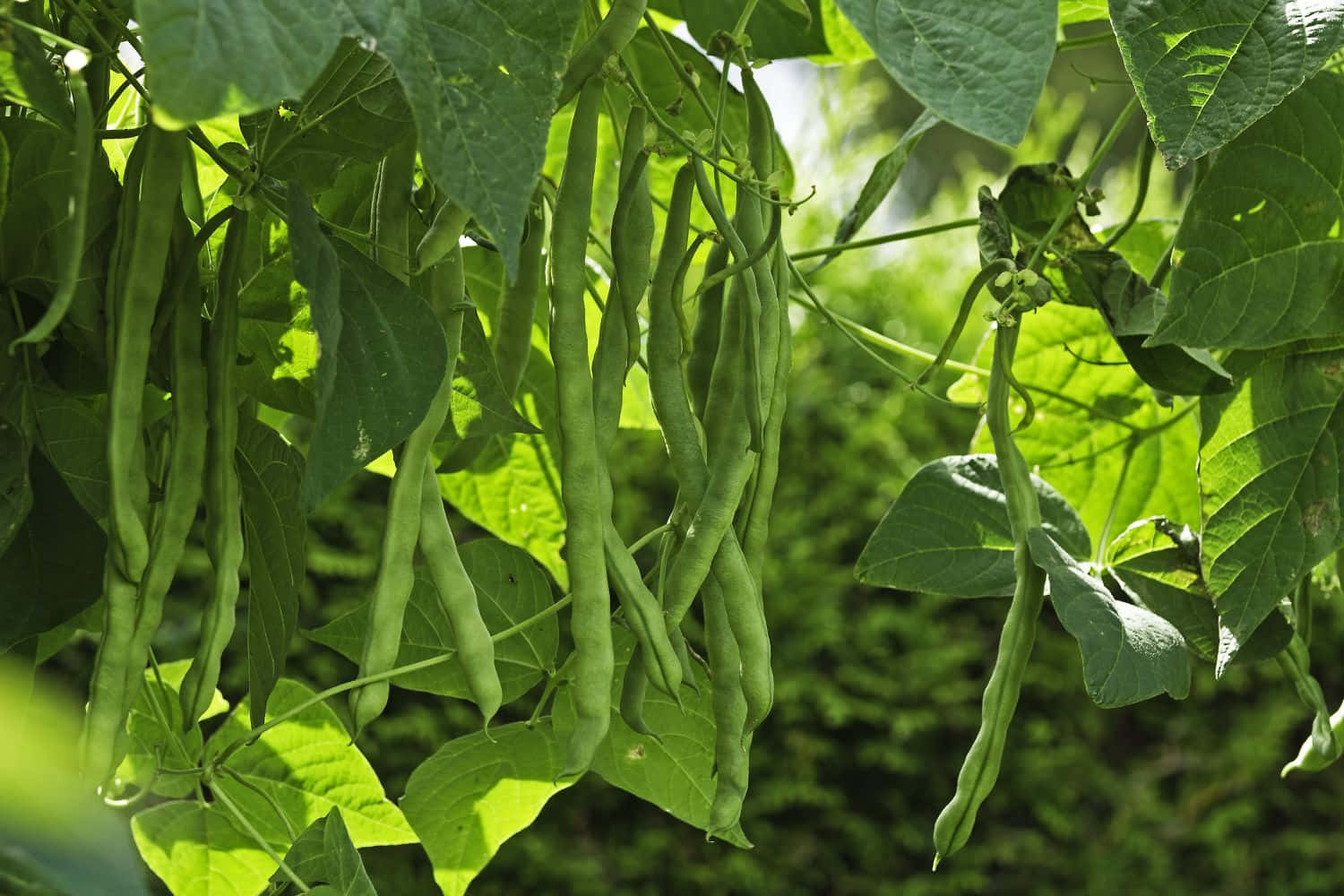 青豆在樹上生長 壁紙