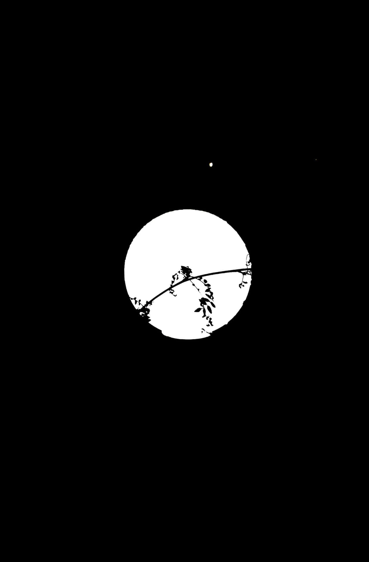 在漆黑的天空中，月光映照下的樹枝剪影，有一顆星星可見。