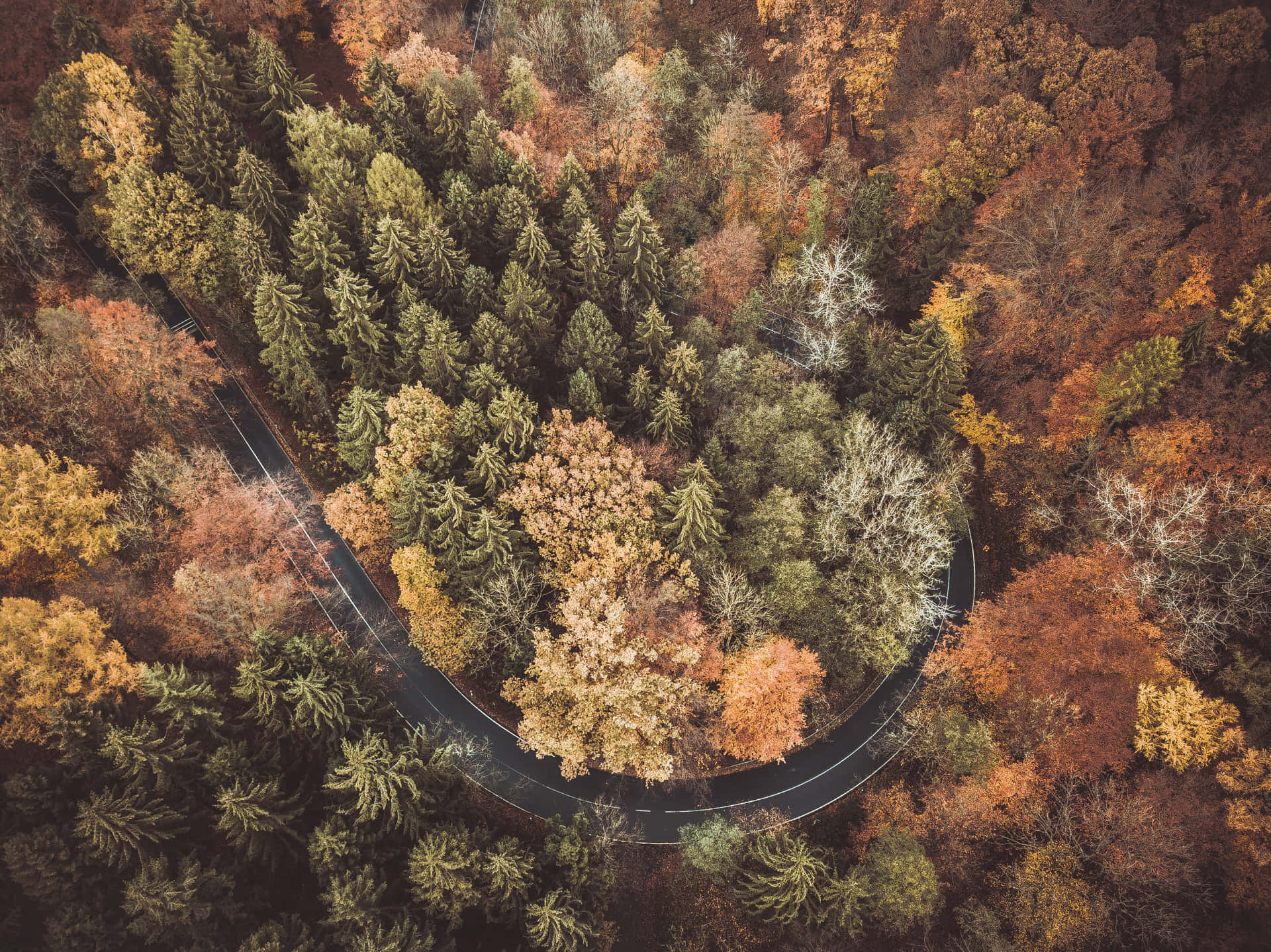 從上方俯瞰蜿蜒穿過色彩繽紛秋林的彎曲道路