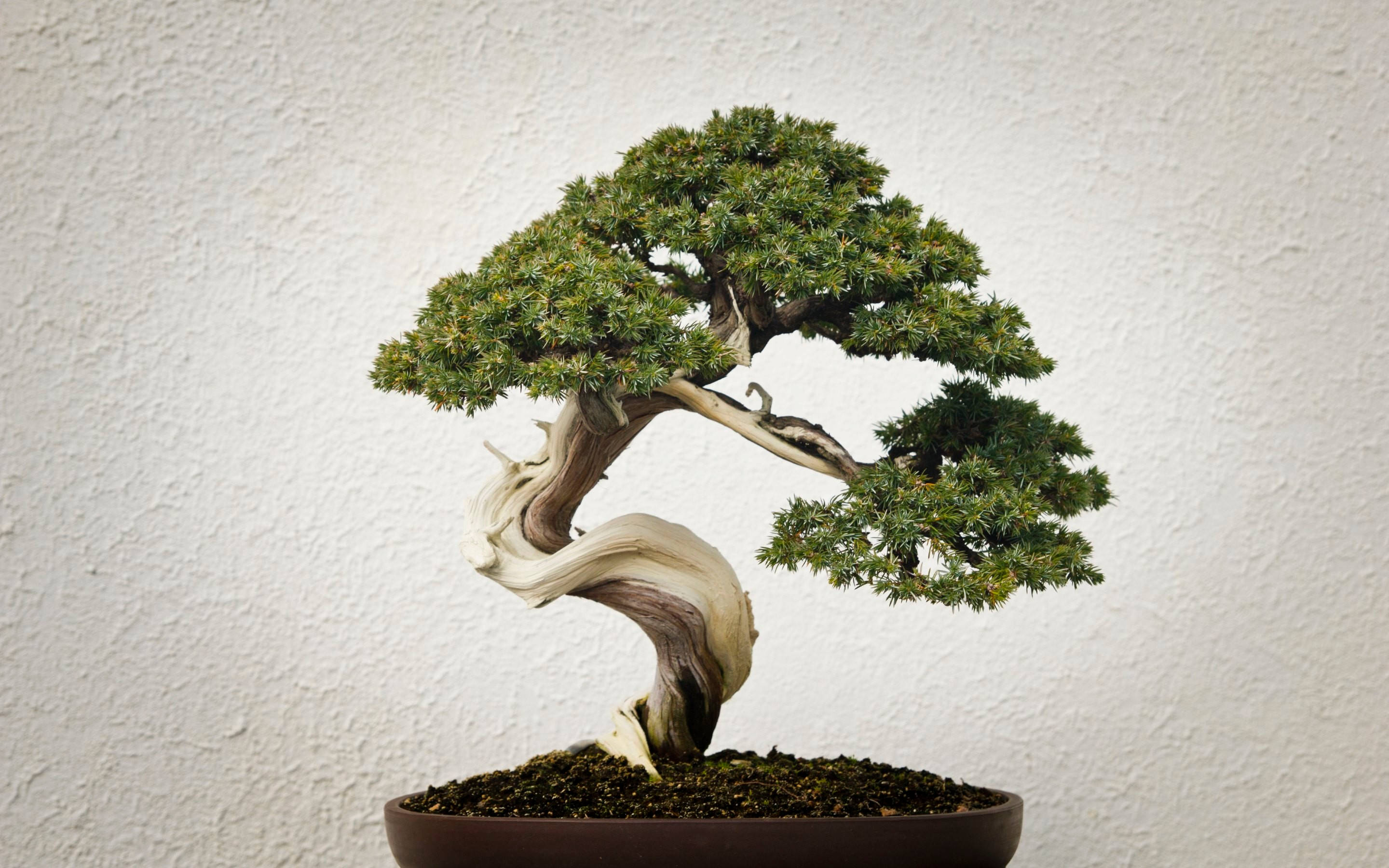 非正式直立風格盆景樹植物攝影 壁紙 — 一棵優雅彎曲的盆景樹，擁有茂密的綠色葉片，種植在深色花盆中，背景是紋理白色牆壁。