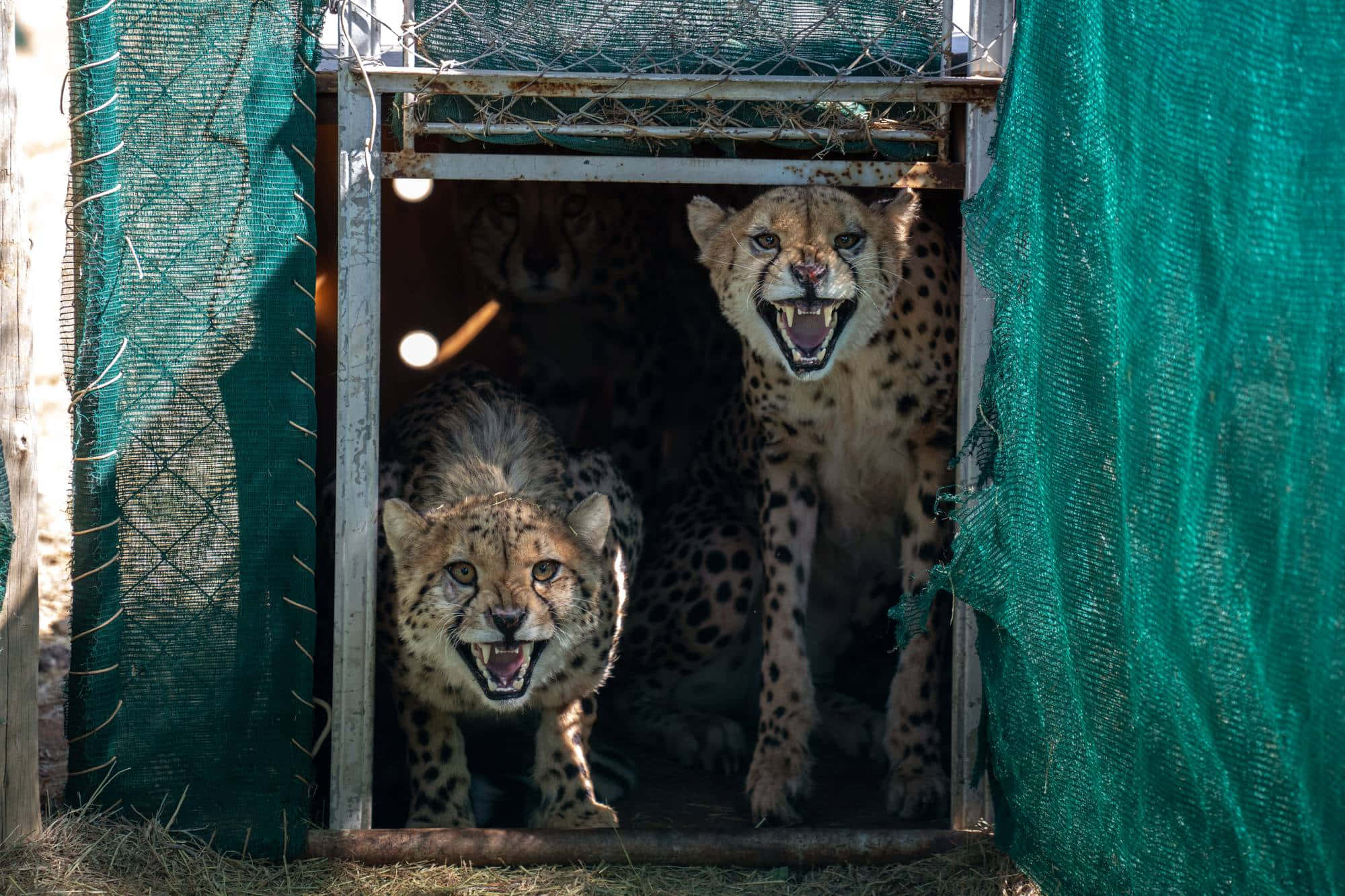 非洲瀕危獵豹照片 壁紙 — 兩隻獵豹從綠色網狀圍欄內猛烈咆哮，陽光在她們斑點皮毛上投下陰影。