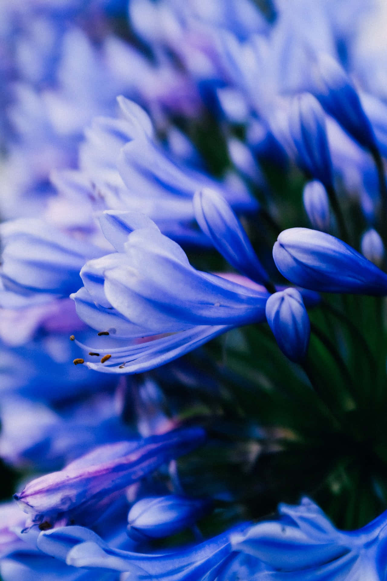藍色百子蓮花的特寫，背景模糊。