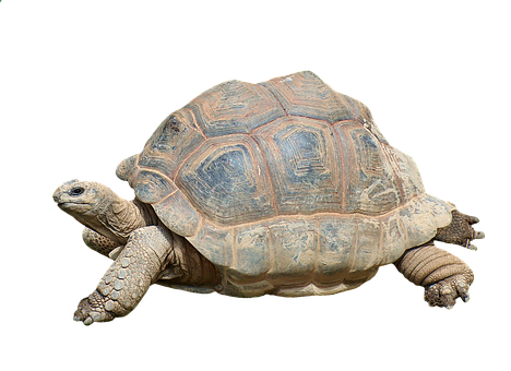 非洲盾臂龜單獨展示 壁紙