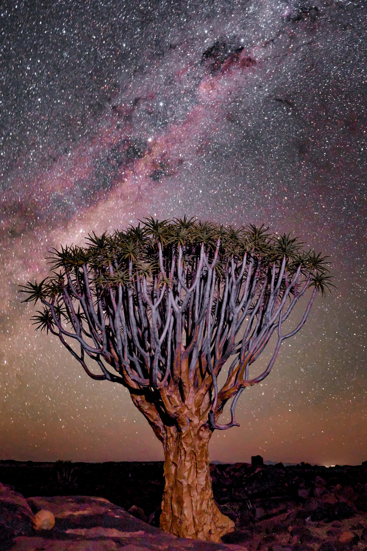 箭袋樹在星空下，銀河清晰可見。