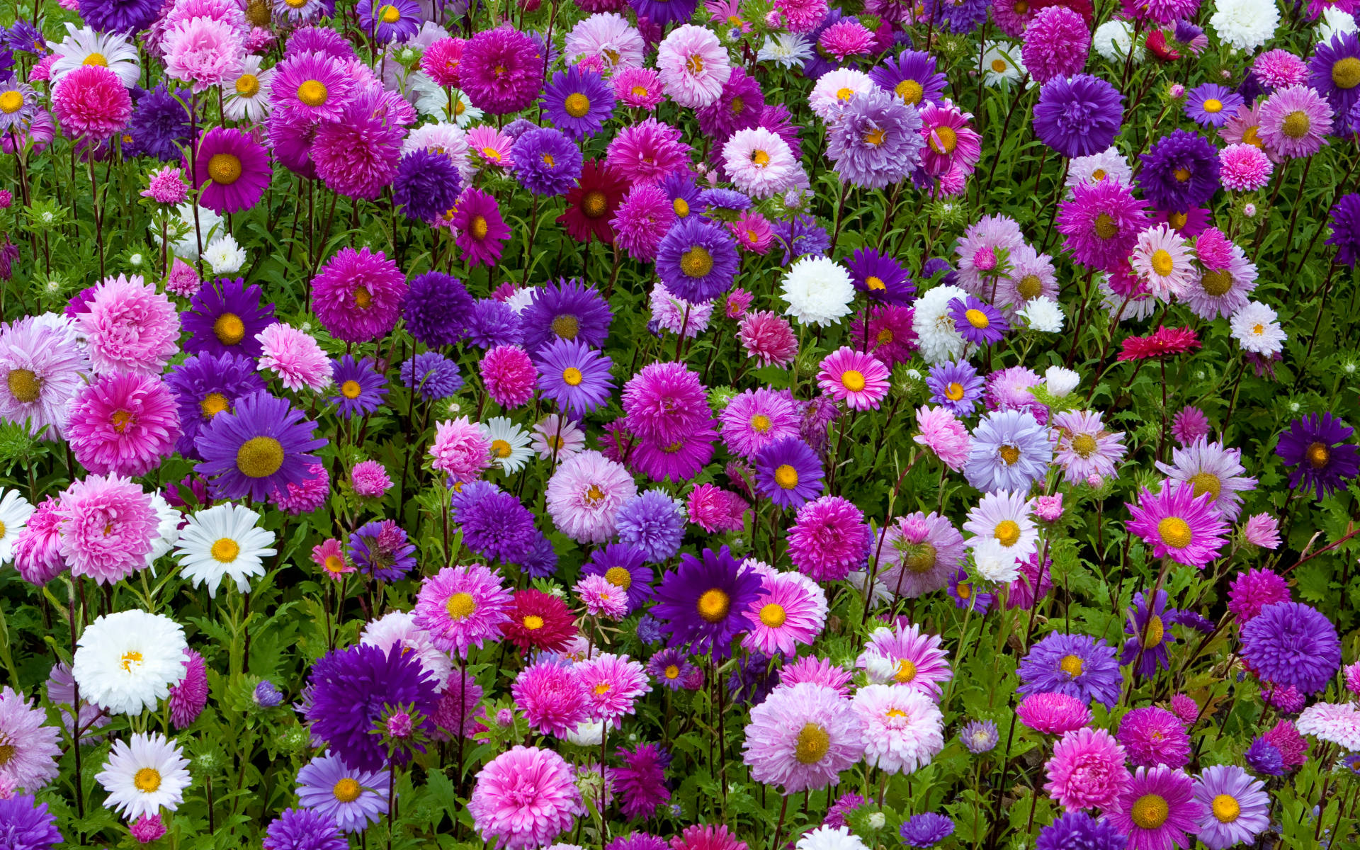 非洲菊花園 壁紙 — 一片充滿活力的紫、粉紅和白色雛菊，帶有黃色花心，在茂密的綠葉中密集綻放。