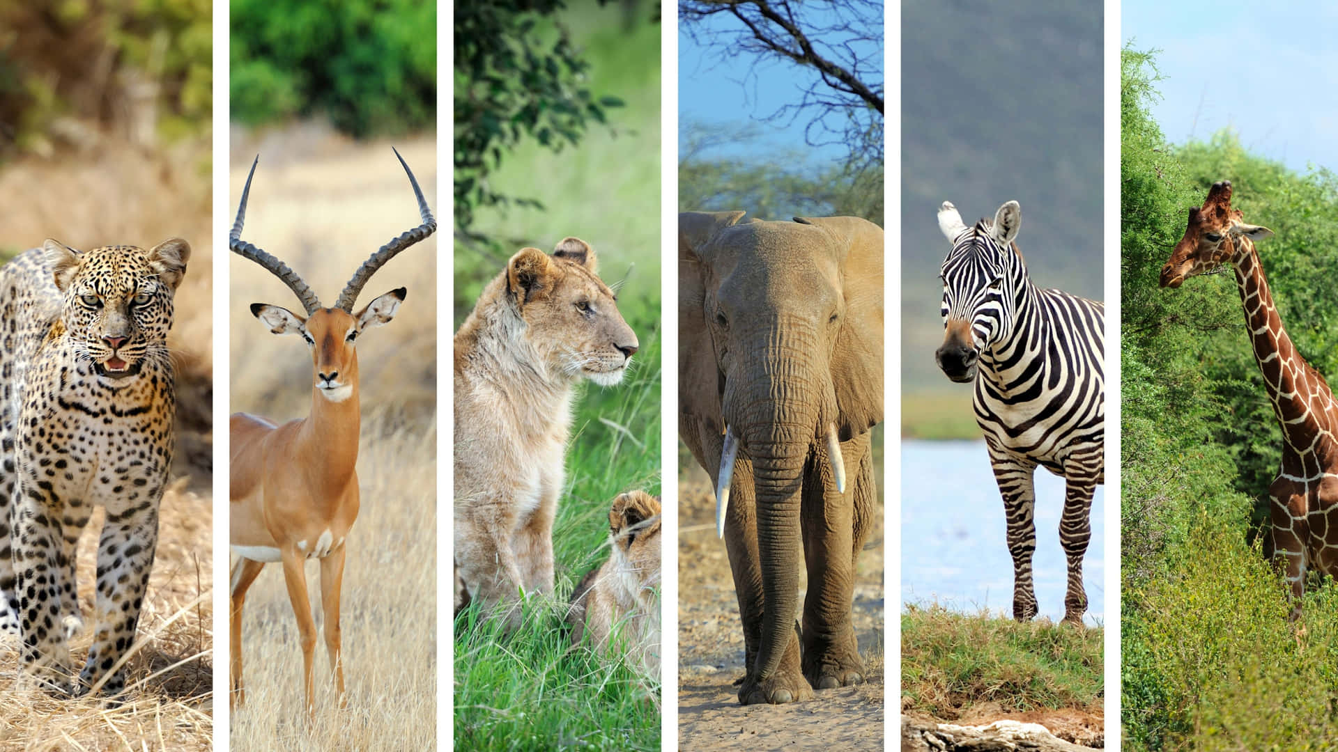 六種非洲動物，包括豹、羚羊、獅子、大象、斑馬和長頸鹿，在自然棲息地中。
