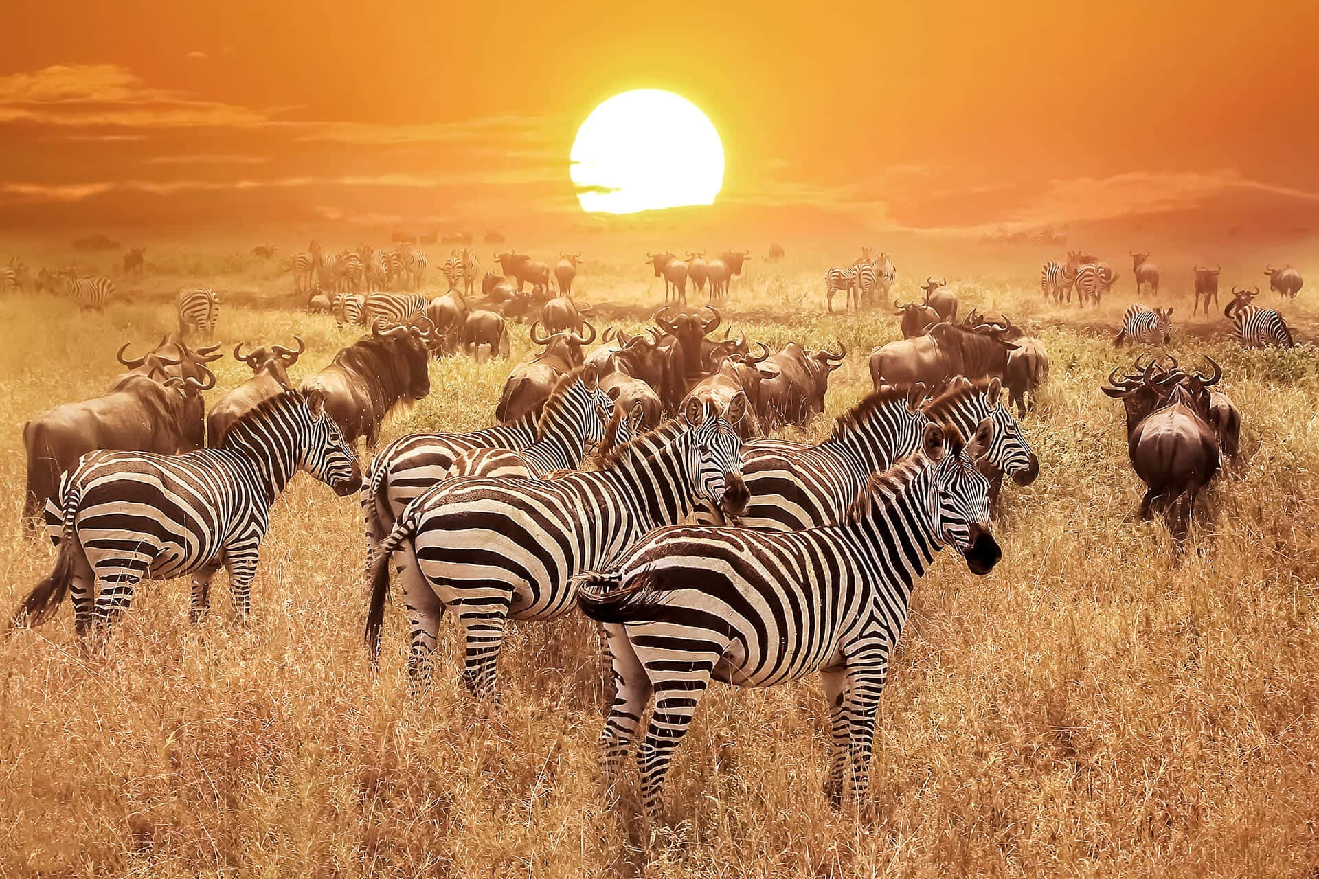 非洲野生動物獵奇之旅：夕照斑馬 壁紙 — 金色的夕陽灑落在廣闊的稀樹草原上，斑馬和角馬一起在高高的草叢中吃草。