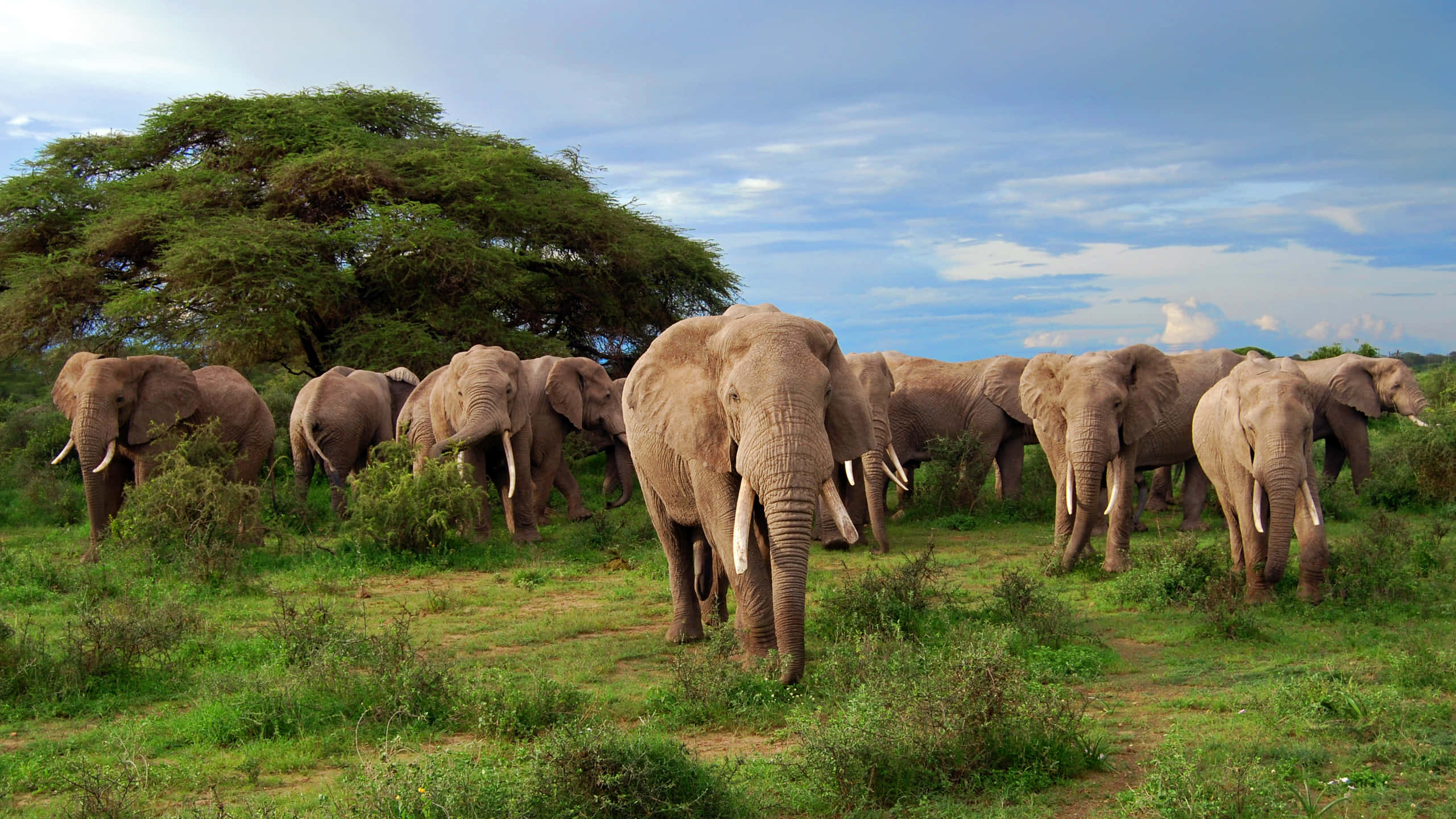 非洲野生動物獵奇之旅：象群與非洲風景 壁紙 — 一群大象喺藍天白雲同埋一棵大金合歡樹下嘅草原上行走。