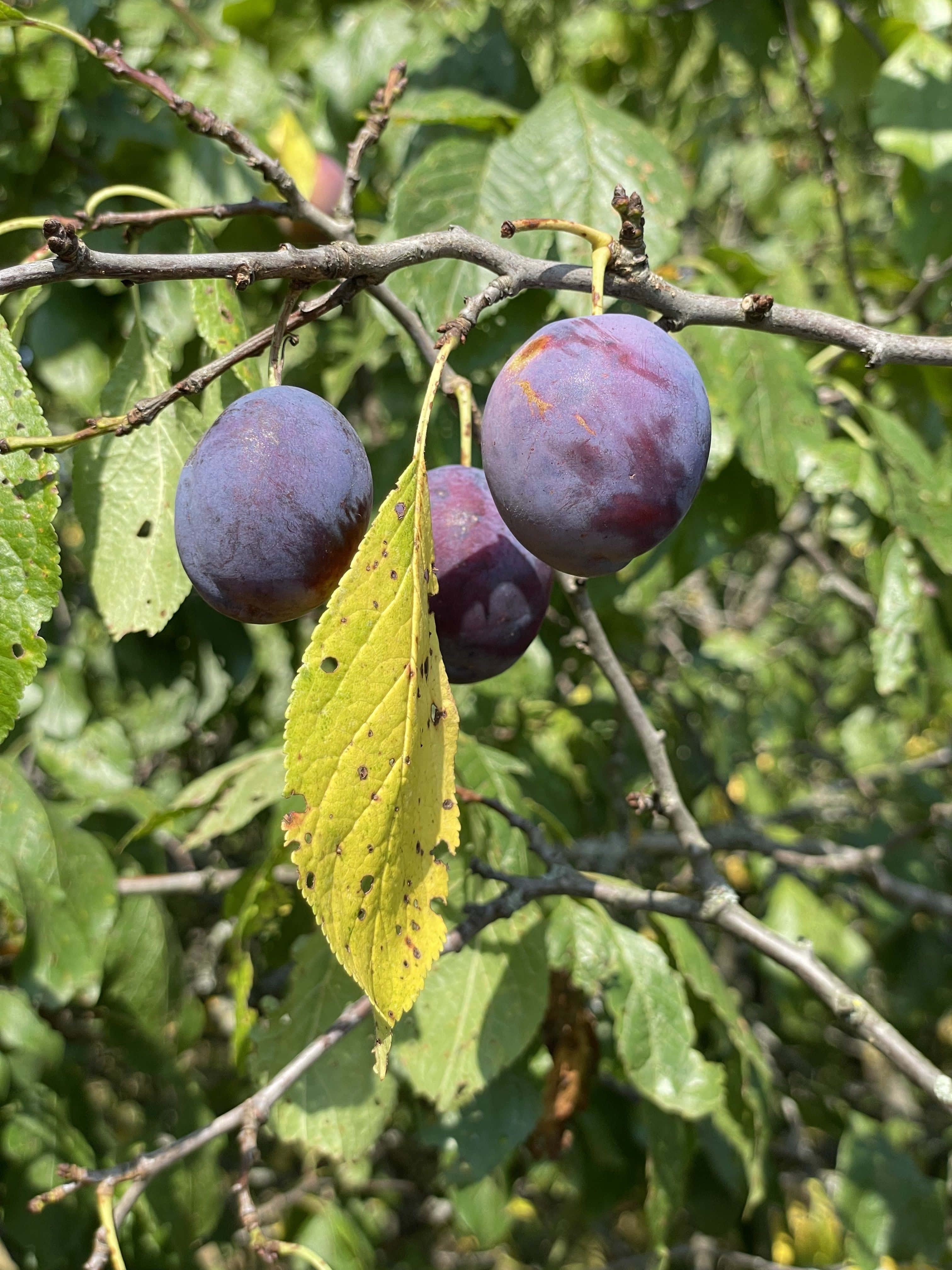 靠近黃葉的黑 plum 壁紙 — 成熟的紫色李子掛在樹枝上，帶有綠葉，在明亮的陽光下。