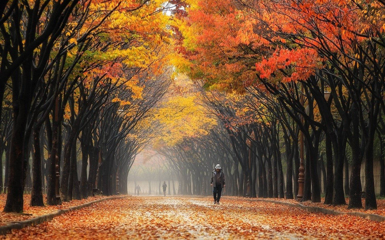 韓國仁川大公園 壁紙 — 一個孤獨的人沿著一條霧氣瀰漫的秋日小徑行走，兩旁是鮮豔的橙色和黃色樹木。