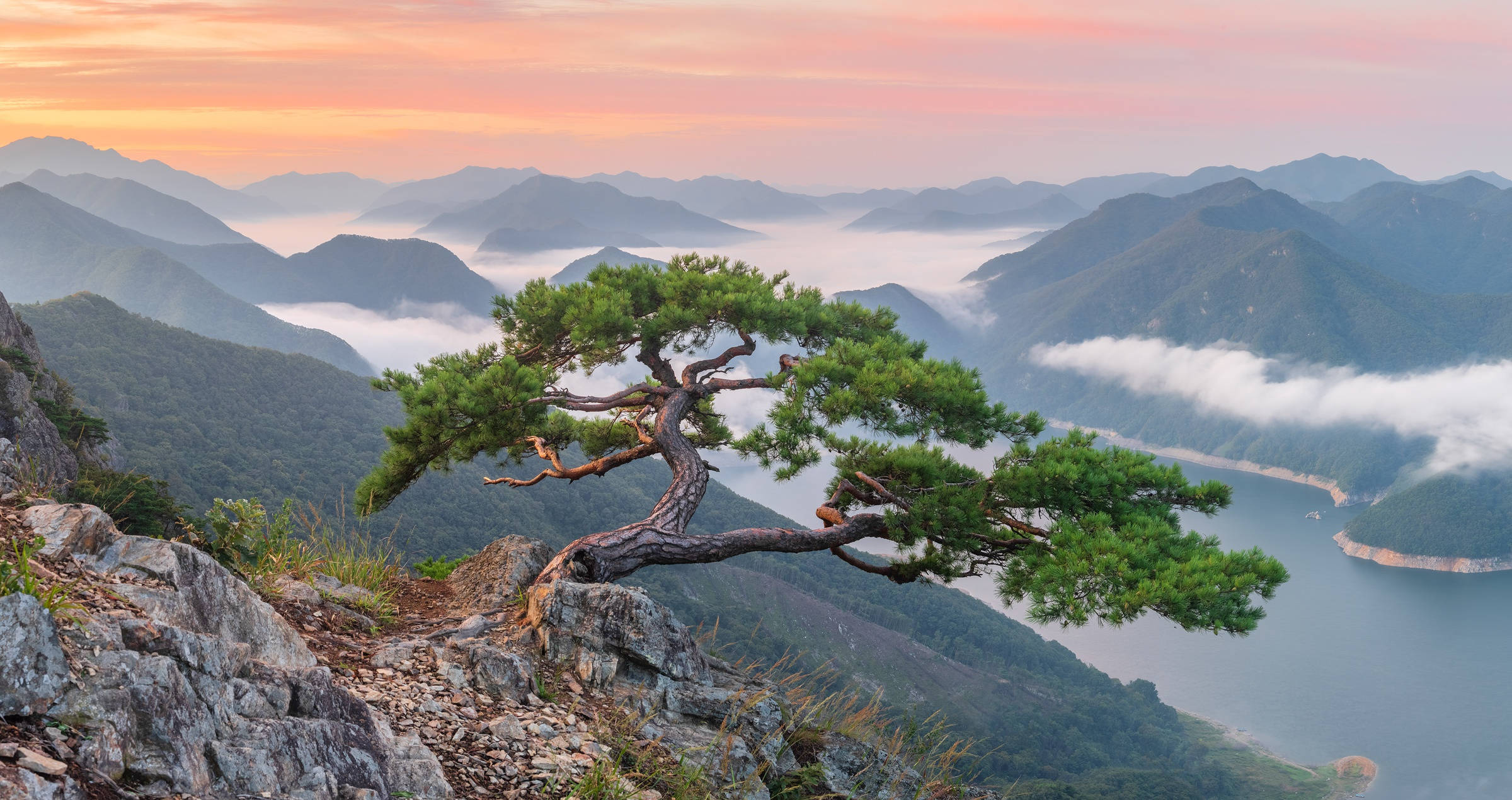 韓國北漢山國家公園 壁紙 — 一棵孤獨的扭曲松樹緊貼在岩石懸崖上，俯瞰著黎明時分霧氣瀰漫的山谷、層巒疊嶂的山脈和寧靜的湖泊。