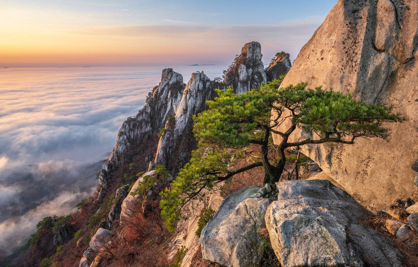 韓國山頂日出 壁紙 — 一棵孤獨的松樹在日出時緊緊抓住岩石懸崖邊緣，下方是雲海，籠罩在柔和的金色光芒中。
