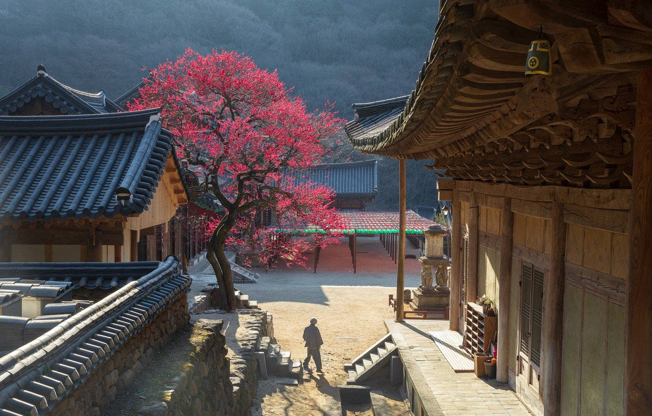 韓國智異山國家公園 壁紙 — 一個孤獨的身影走過傳統韓國寺廟庭院，周圍環繞著鮮豔的粉紅色花樹和木結構建築，在柔和日光下。