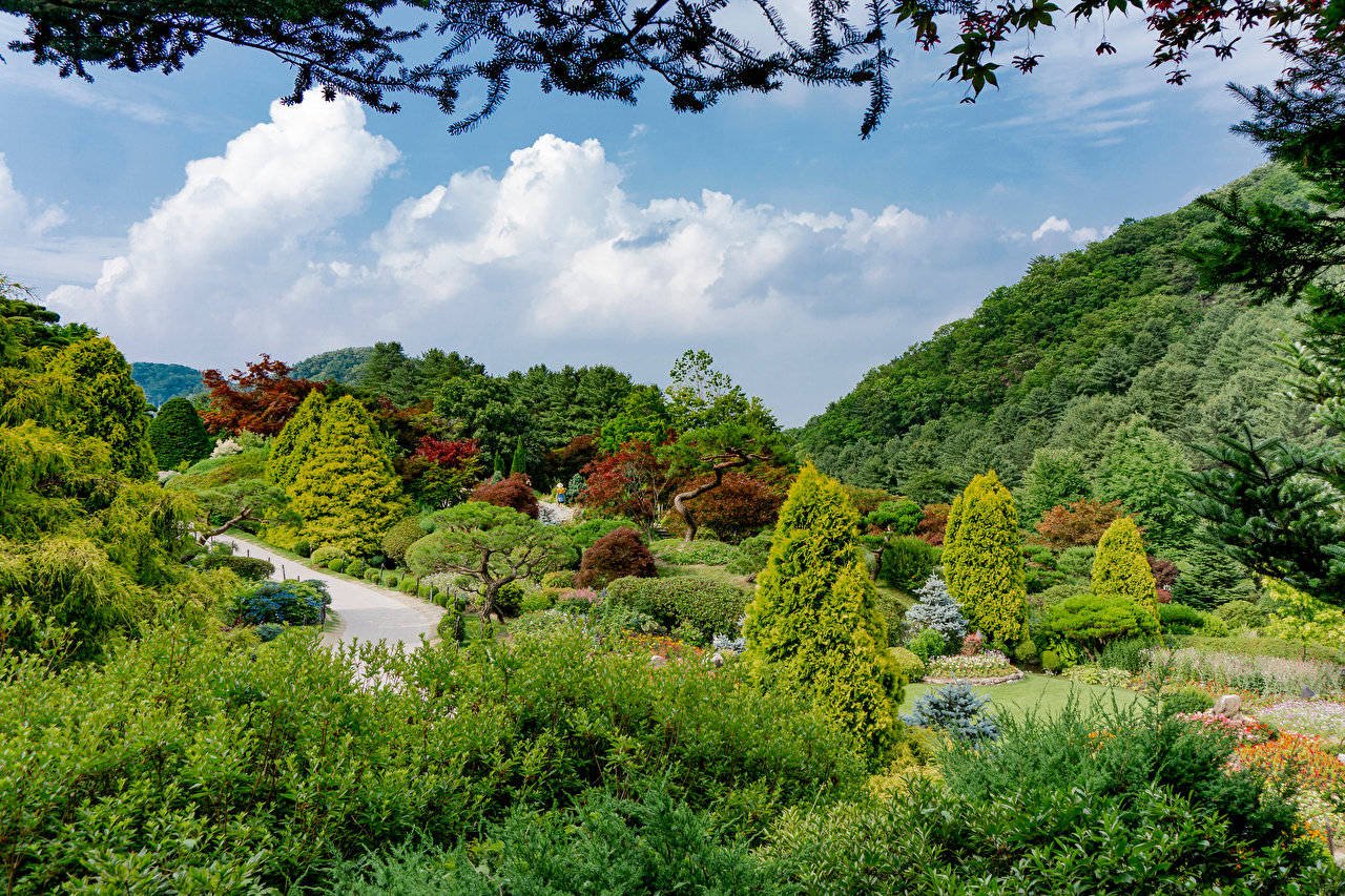 韓國植物園美景 壁紙 — 一條蜿蜒的小徑穿過鬱鬱蔥蔥、精心設計的花園，在明亮的藍天和蓬鬆的白雲下，被懸垂的樹枝框住。