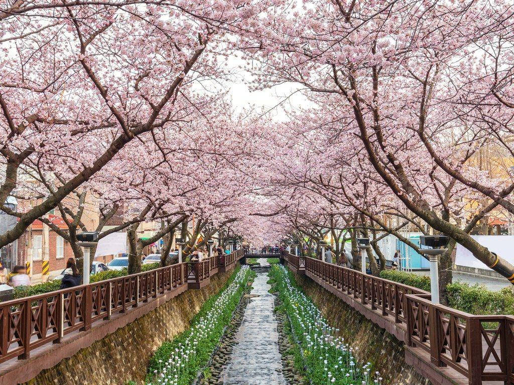 韓國櫻花祭典 壁紙 — 一條寧靜的運河兩旁盛開的櫻花樹在石徑上形成粉紅色的天篷，人們在下面漫步。